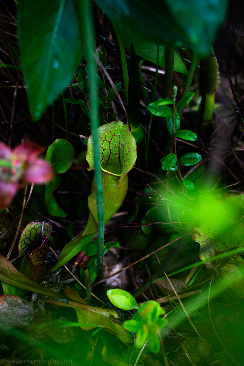 Purple pitcher plant