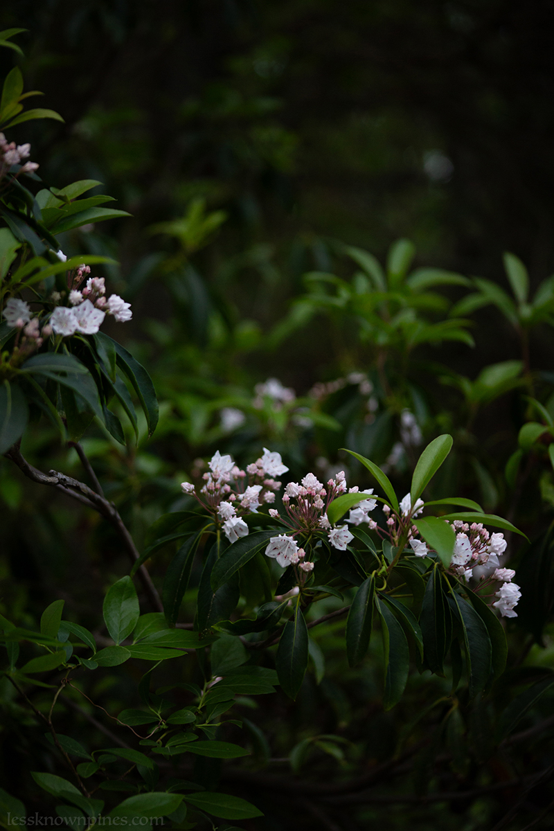 Mountain laurels finally bloom