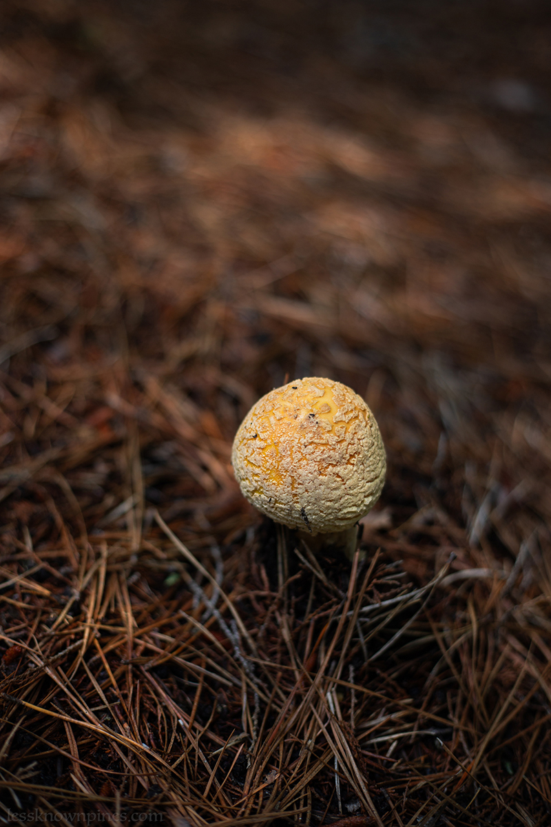 Orange globe mushroom
