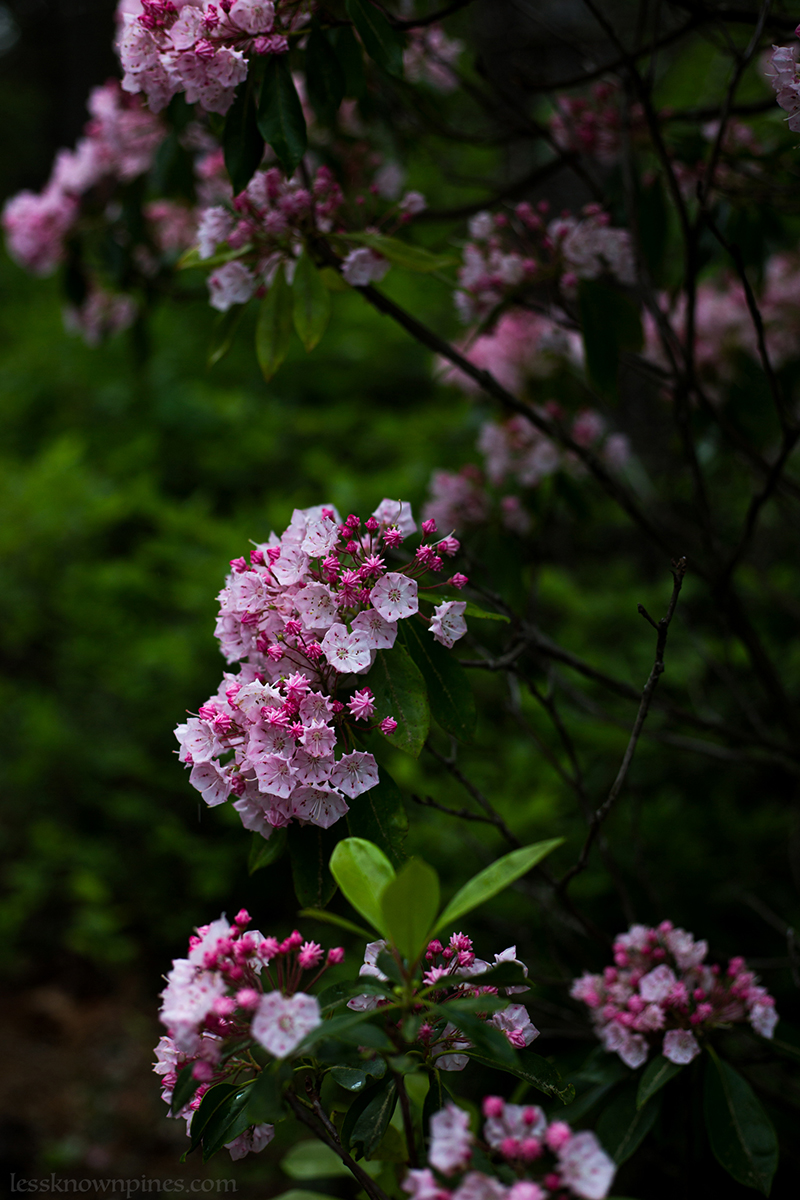 Newly bloomed pink mountain laurels