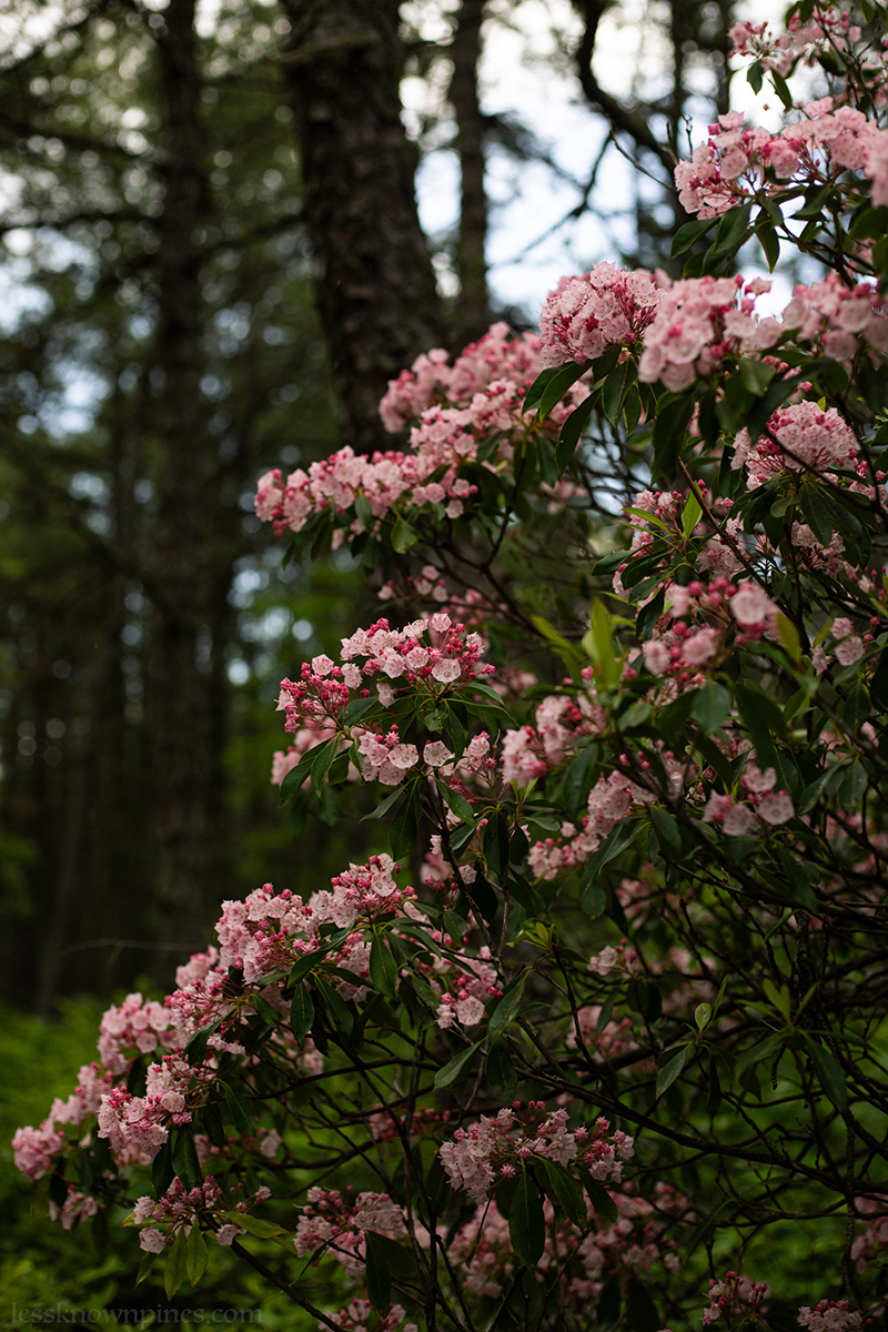 Pink mountain laurel bush during late May