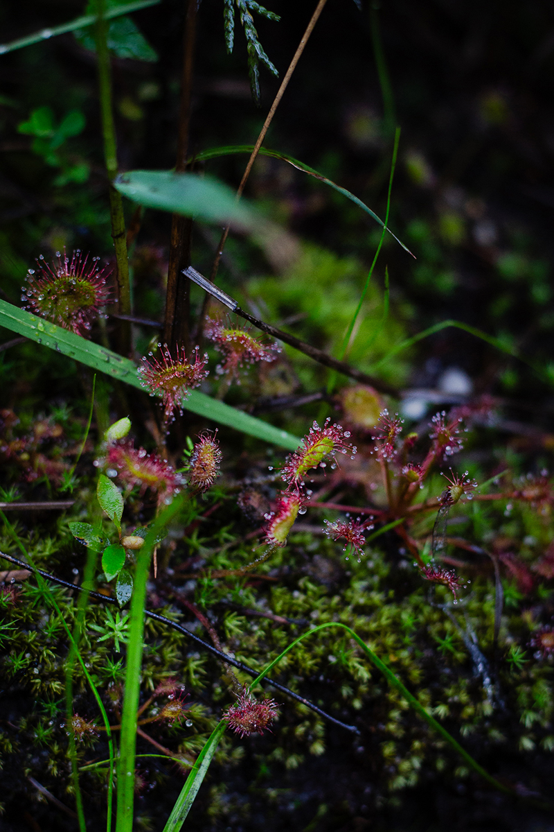 Sundew