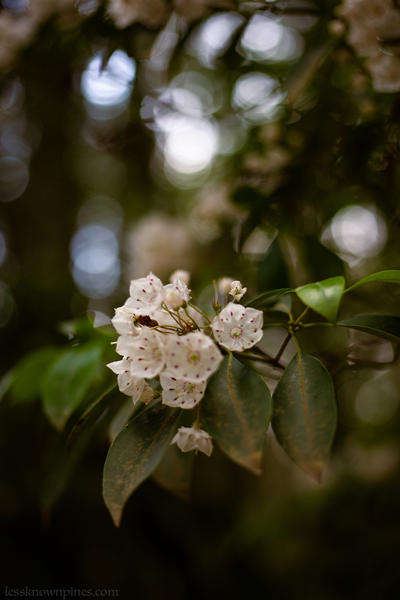 Warm early summer white mountain laurel cluster