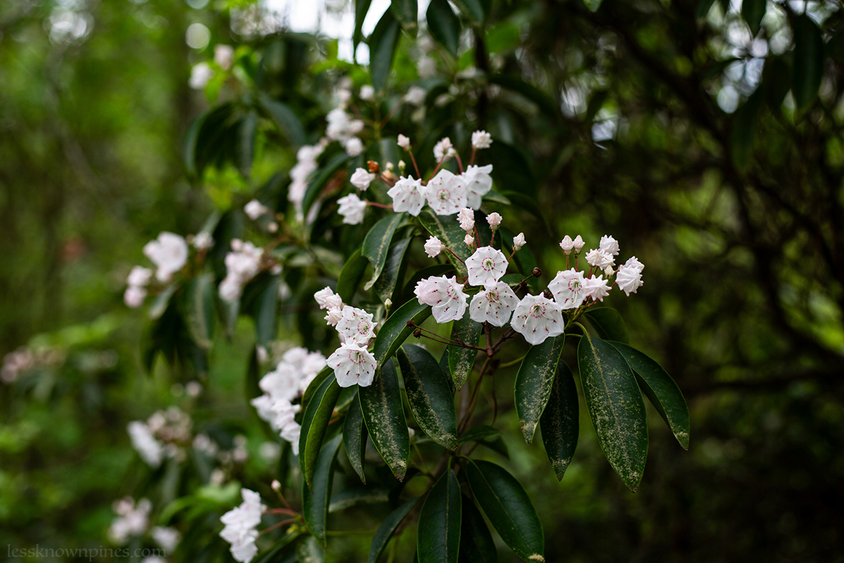 White mountain laurels on velvety leaves