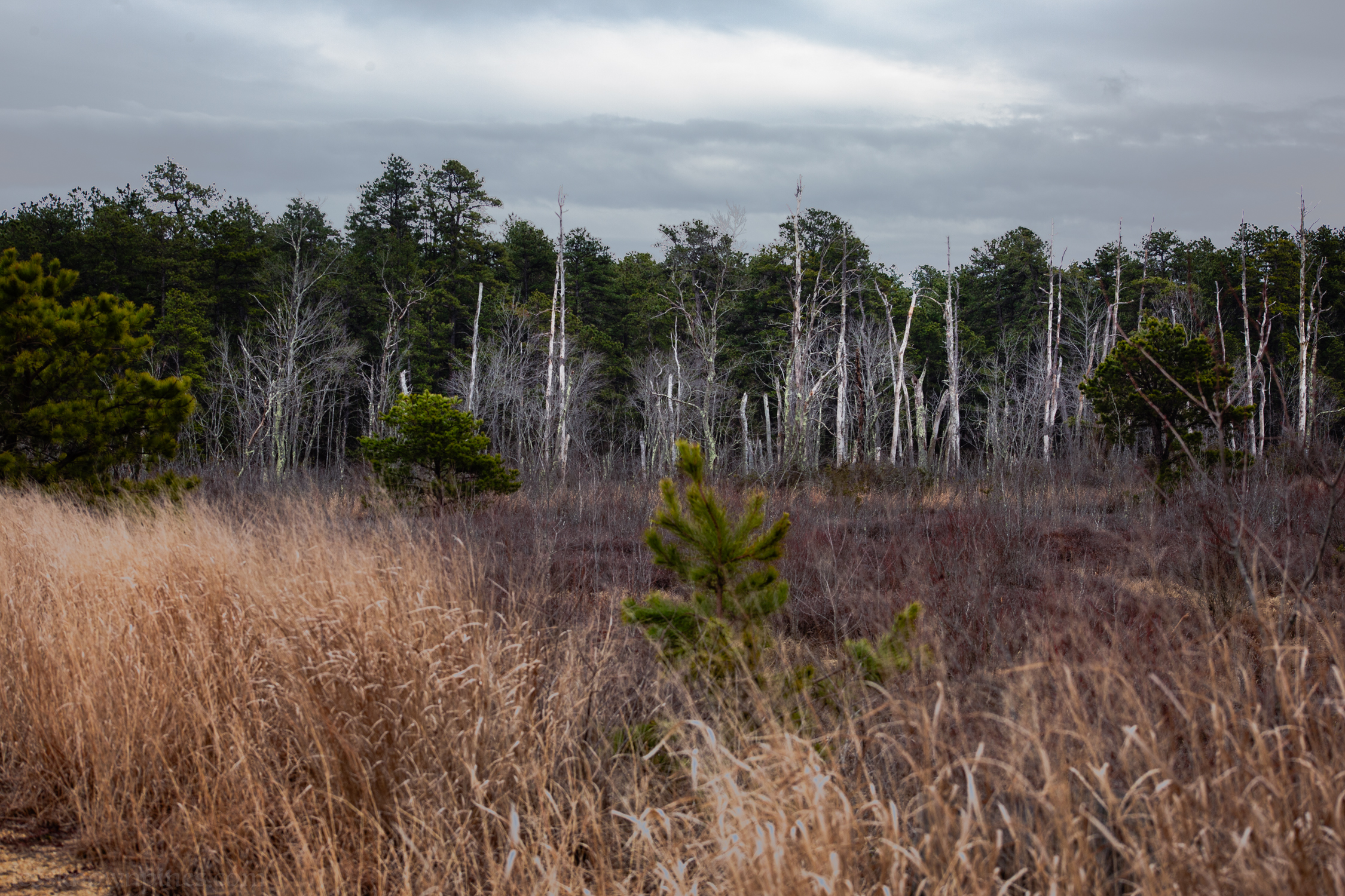 All that is left of a ghost cedar forest