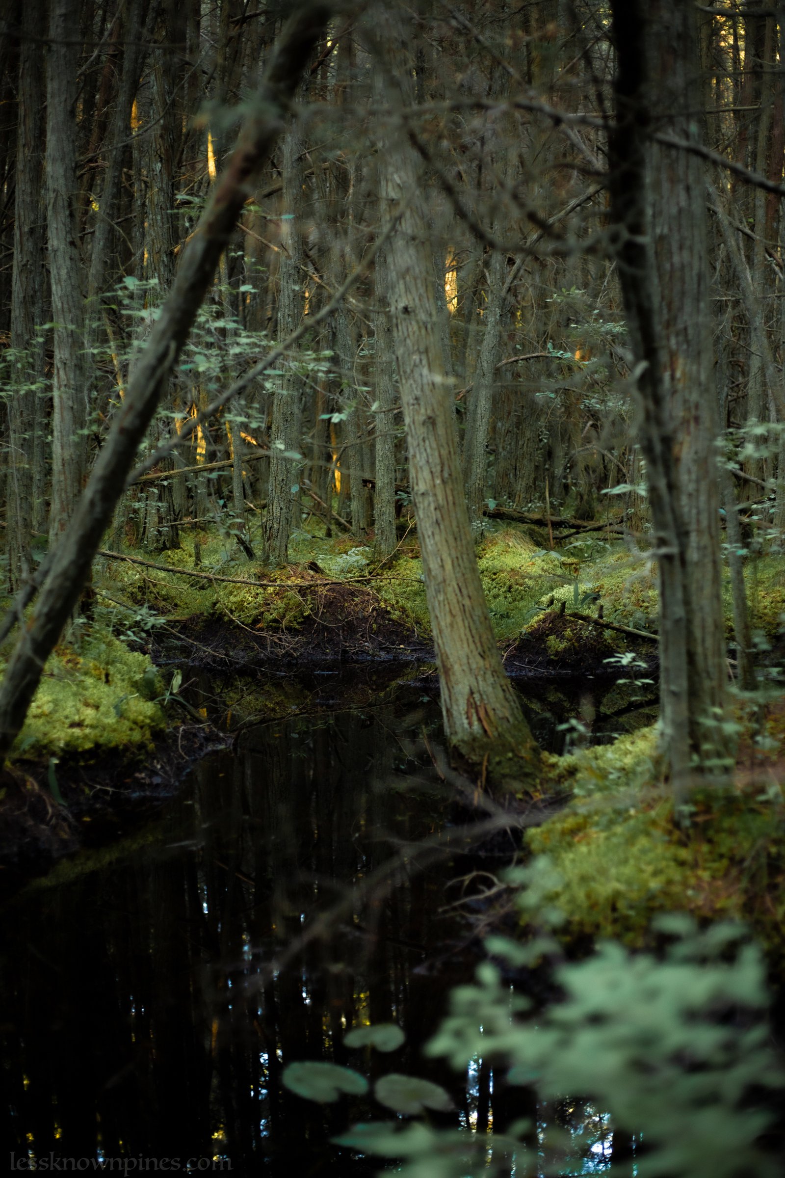 Black tea swamp in cedar forest