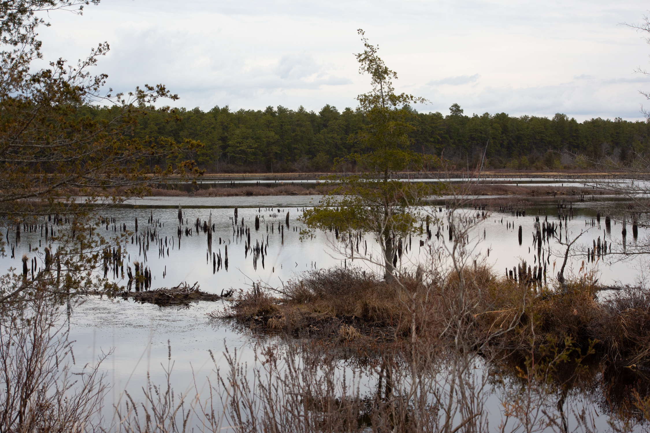 Cedar island