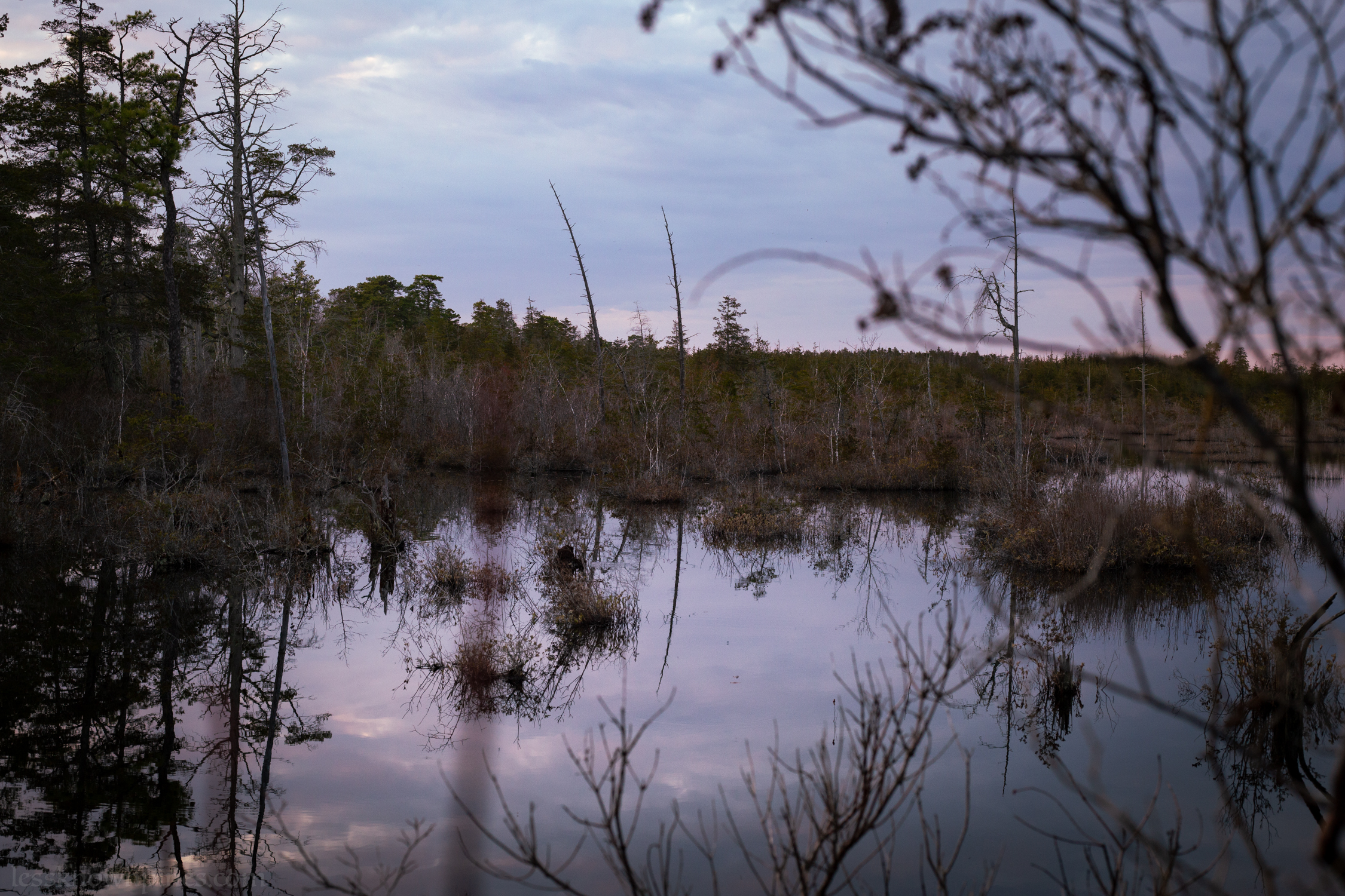 Cedar skeletons and marsh