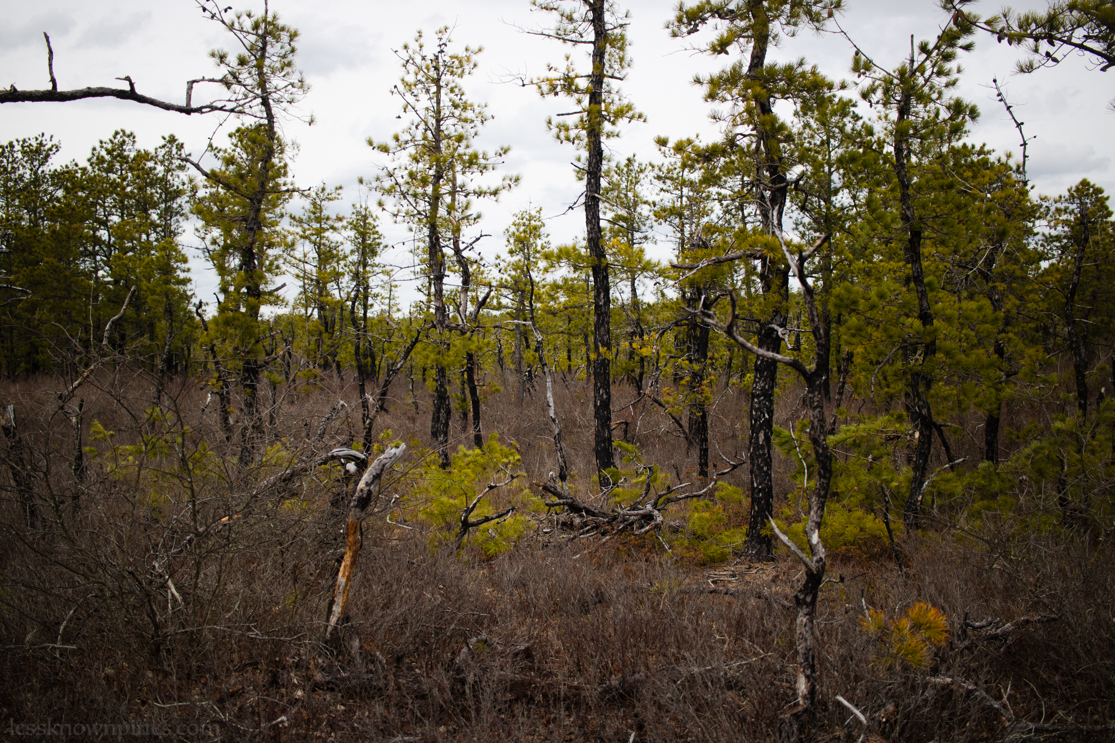 Close to pygmy area
