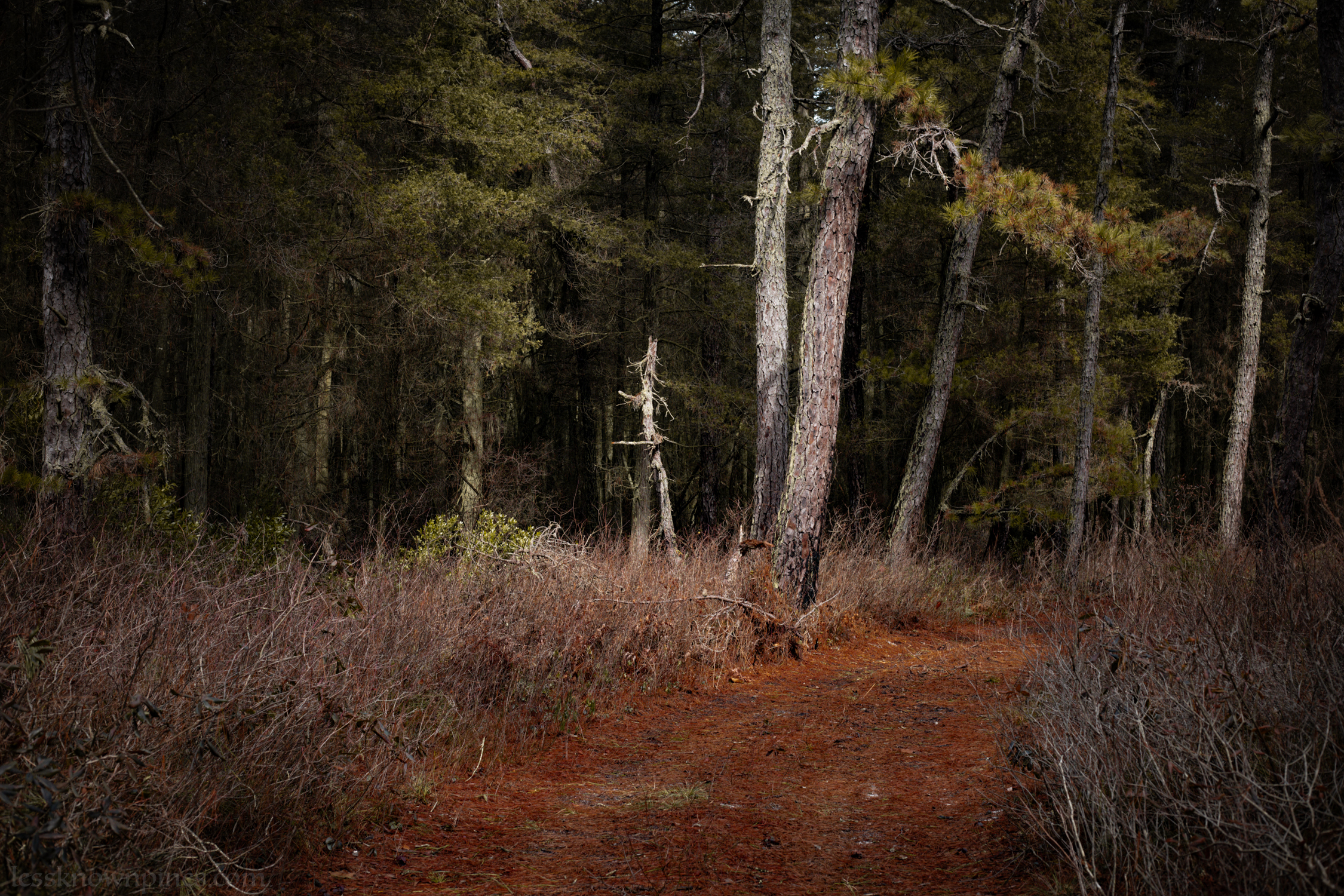 Dark and dense cedar forest