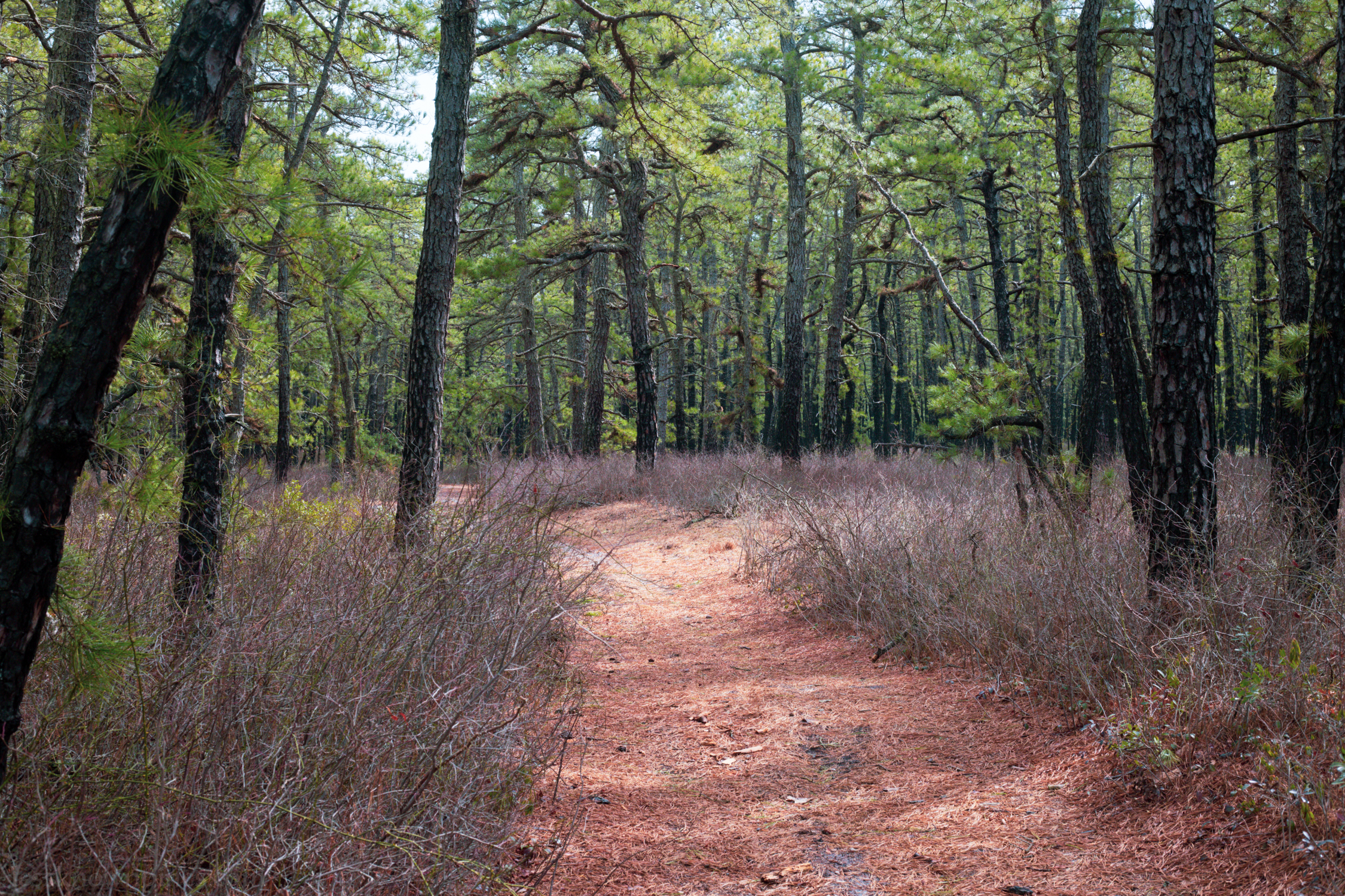 Daytime upland trail