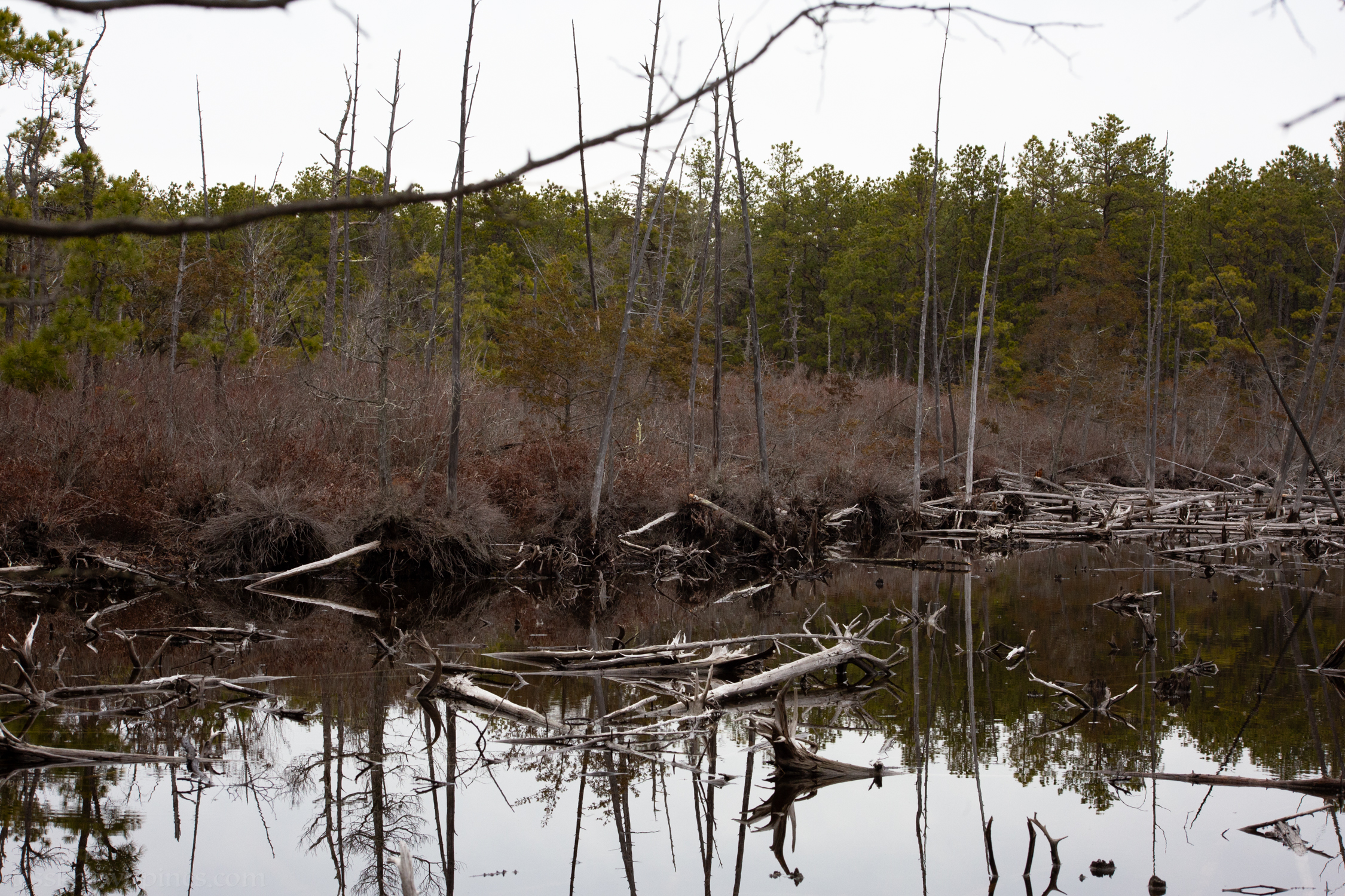 Dead cedar forest taken over