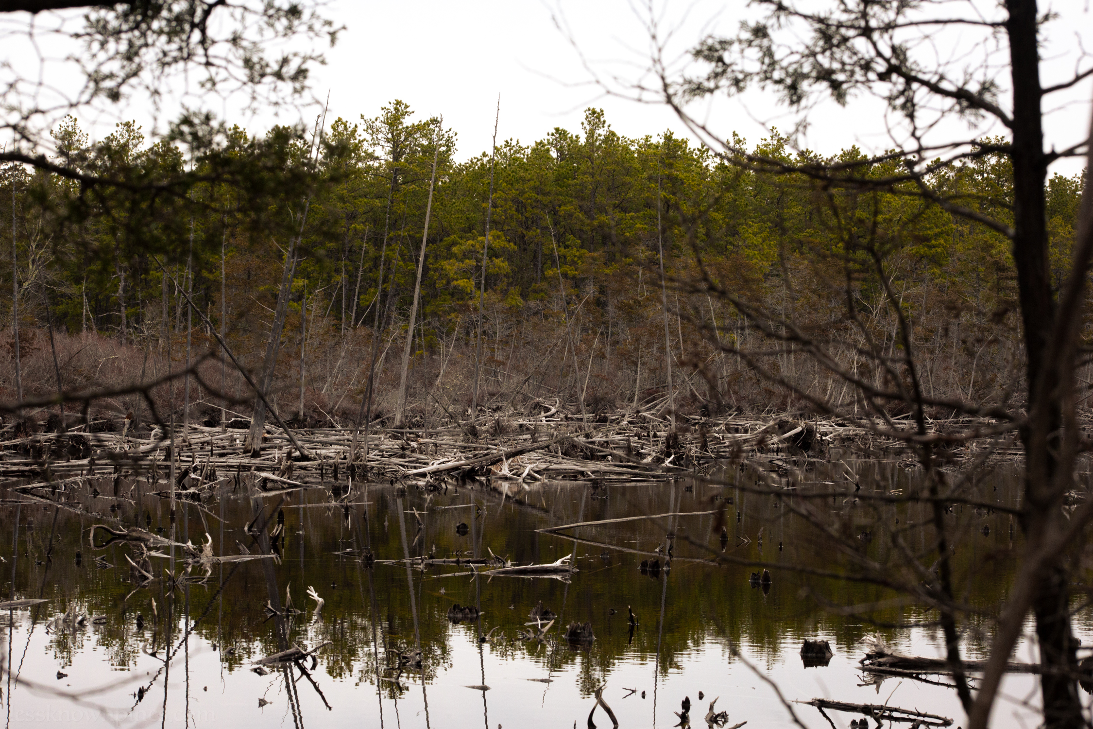 Dead cedar skeletons finally disappearing