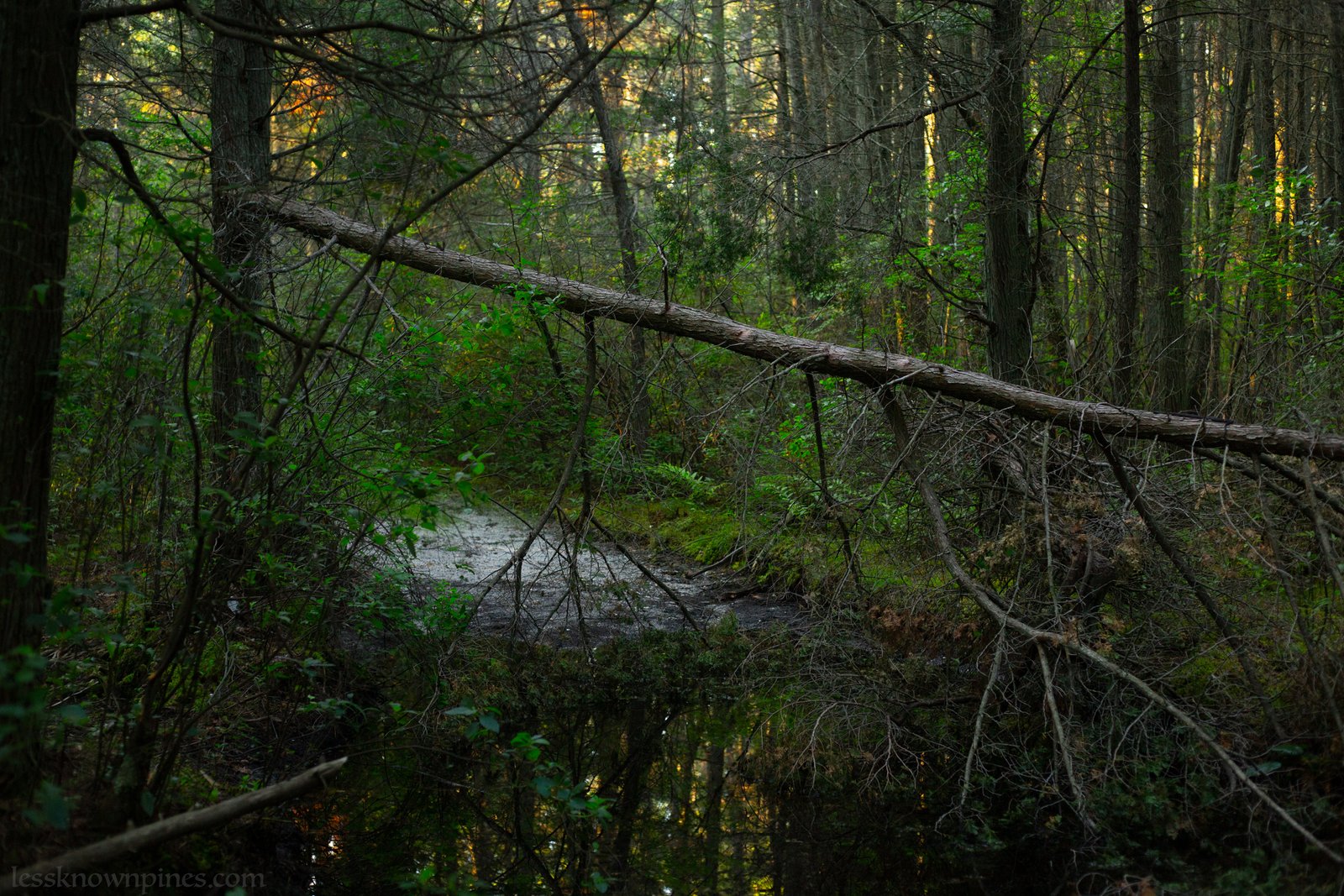 Swamp dam and water foam