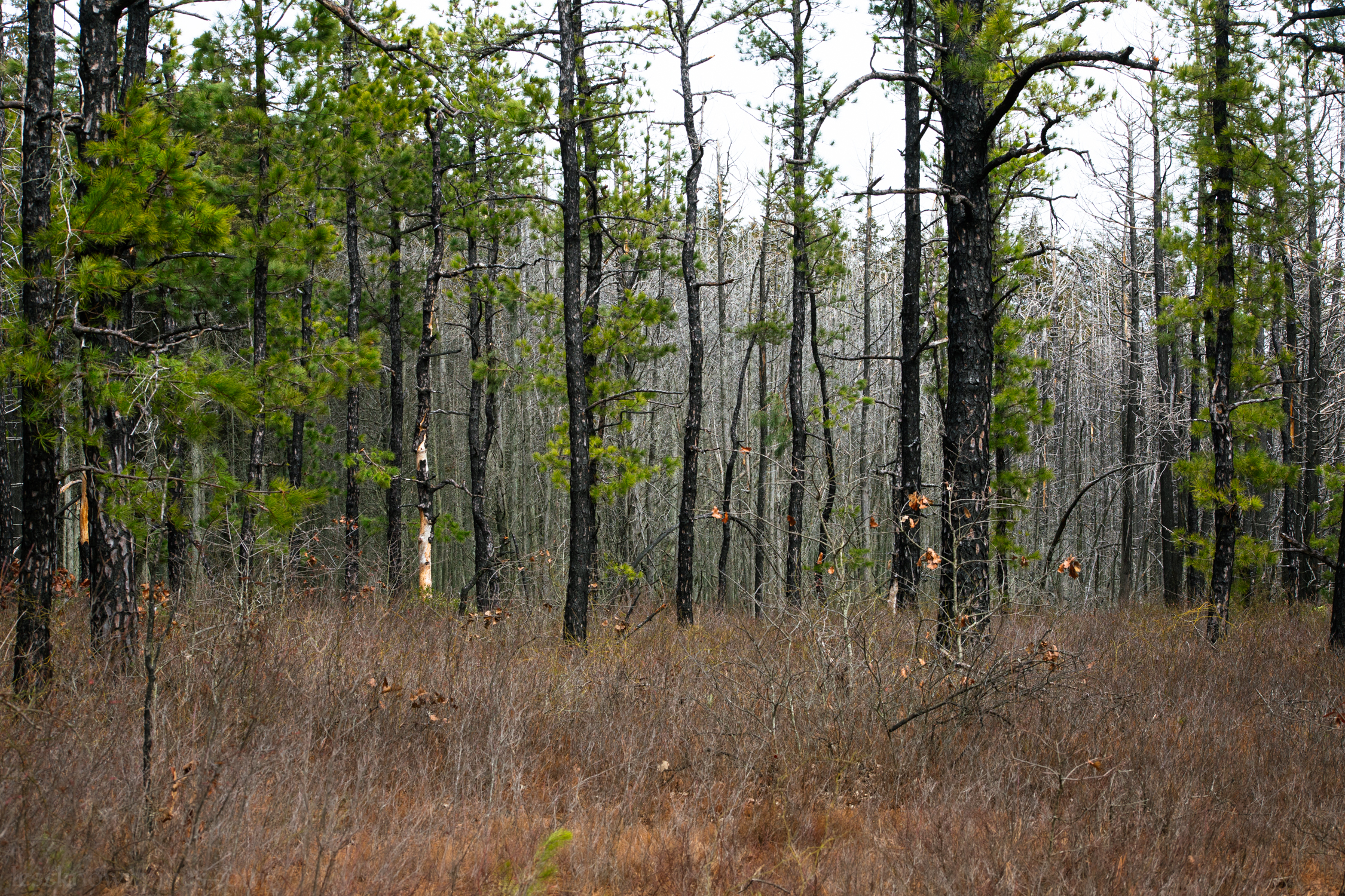 Dense ghost cedar forest