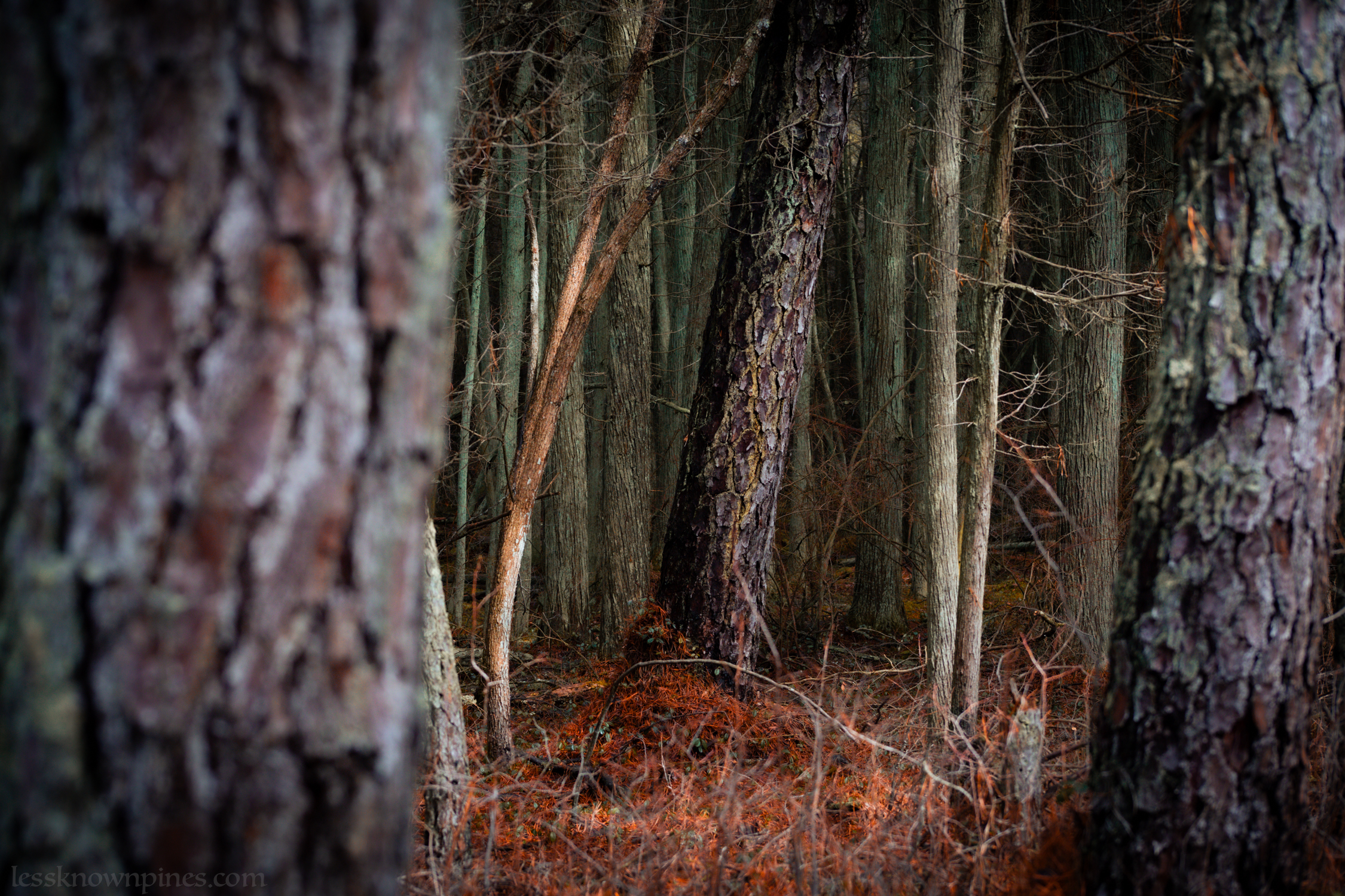 Dense glimpse of cedar forest