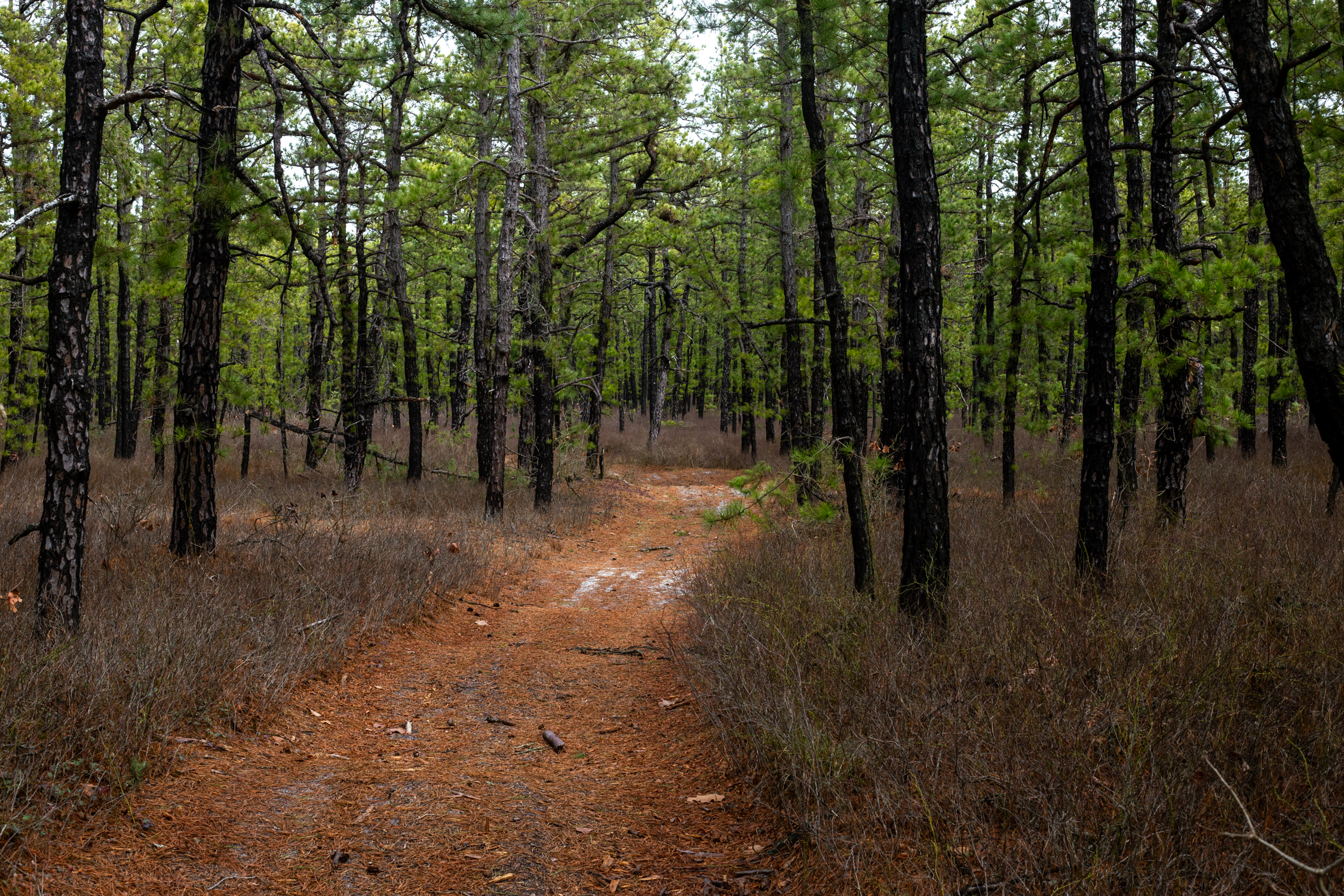 Early spring upland trail