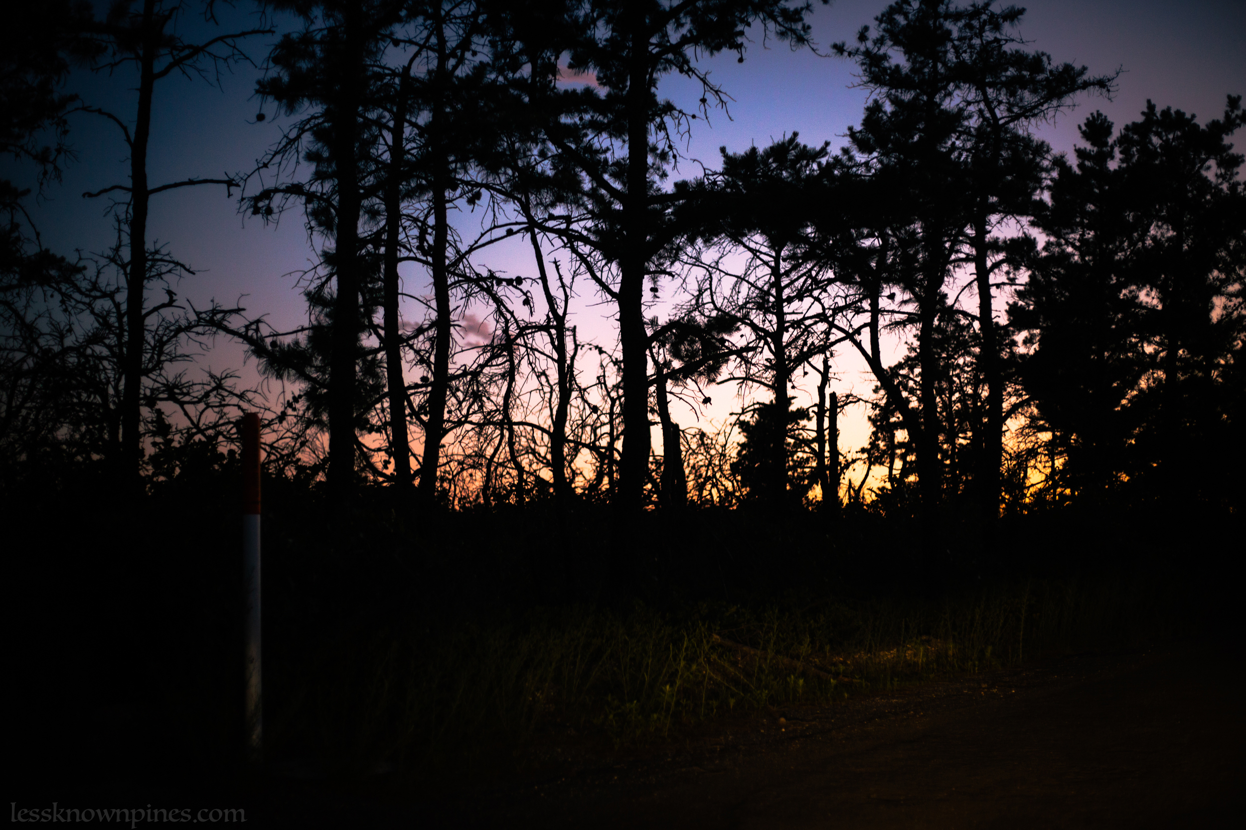 Early summer nautical twilight pygmys