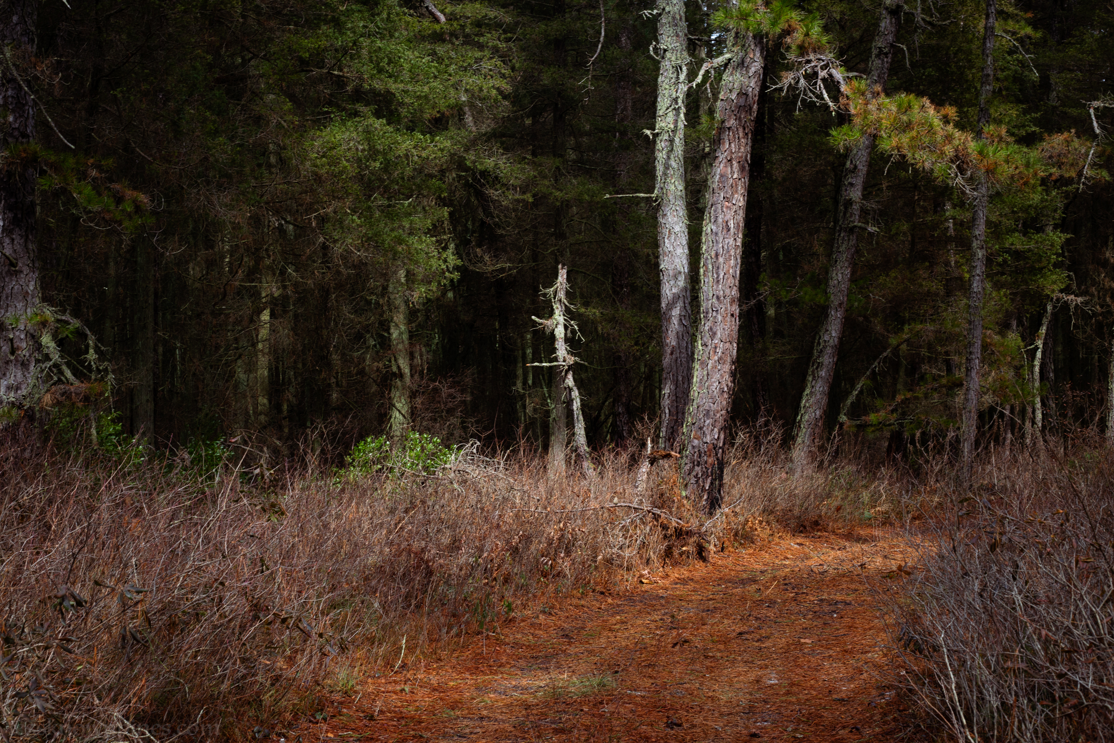 Enterance of dark cedar forest