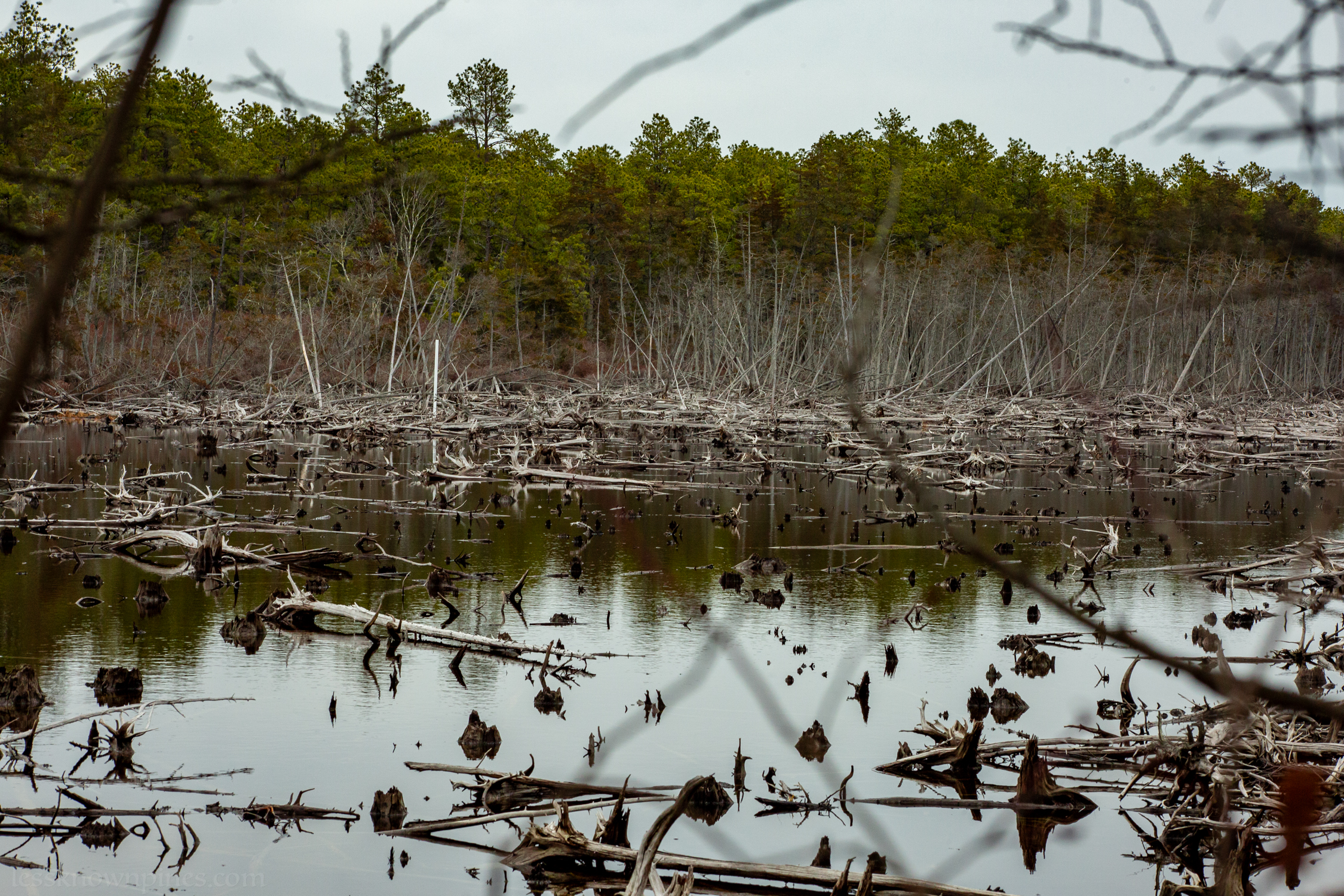 Flooded cedars