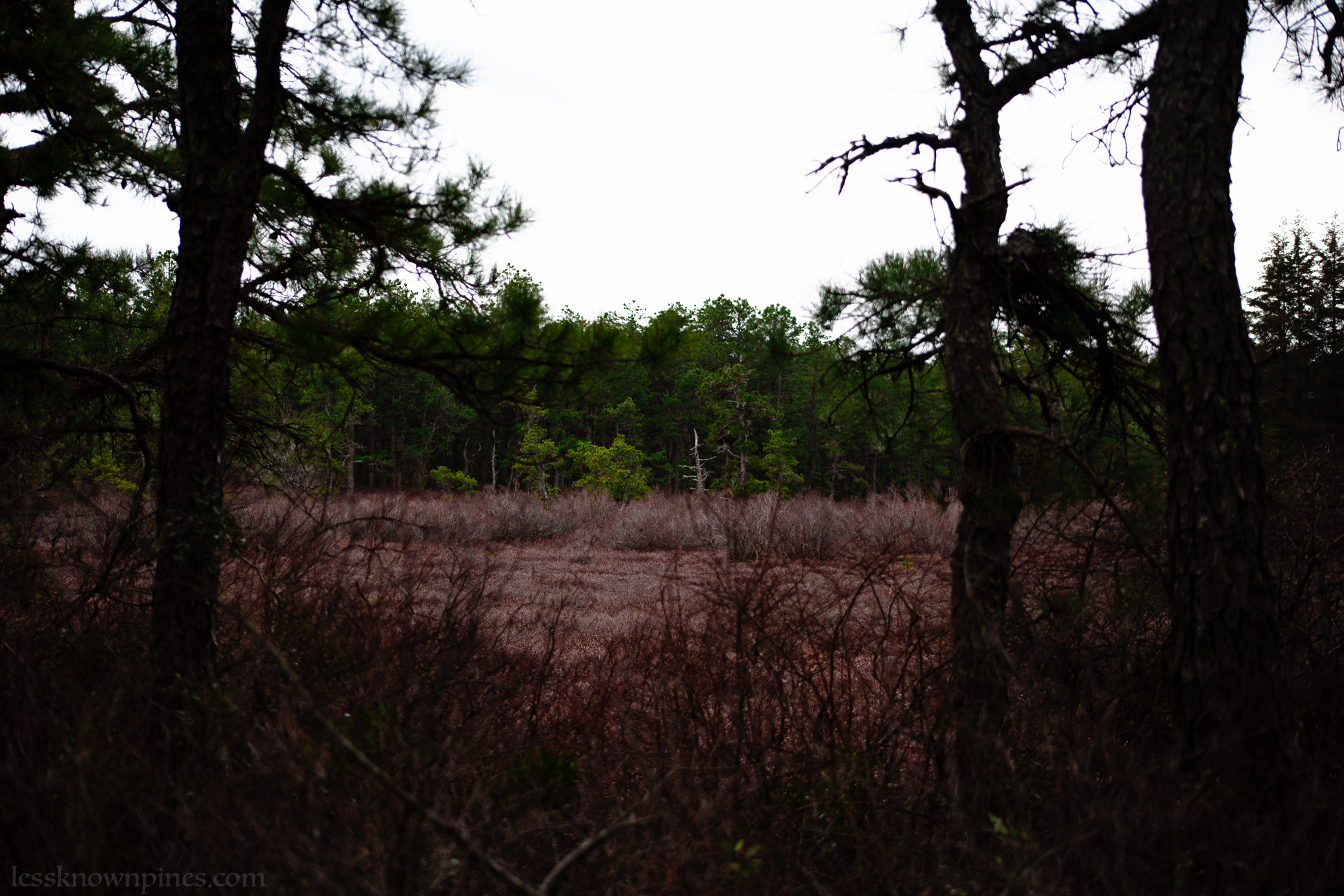 Grass field