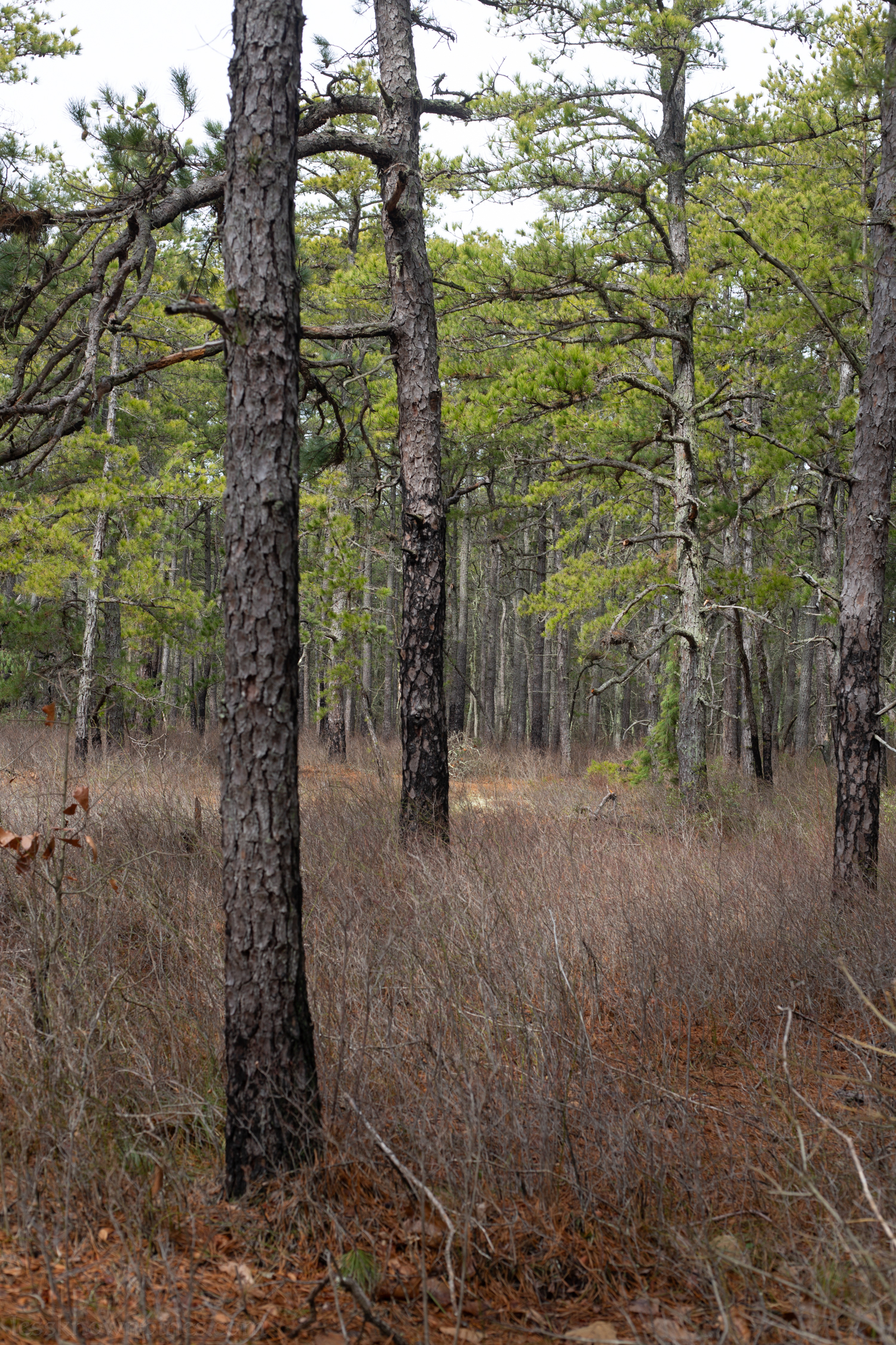 Heavily cleared brush