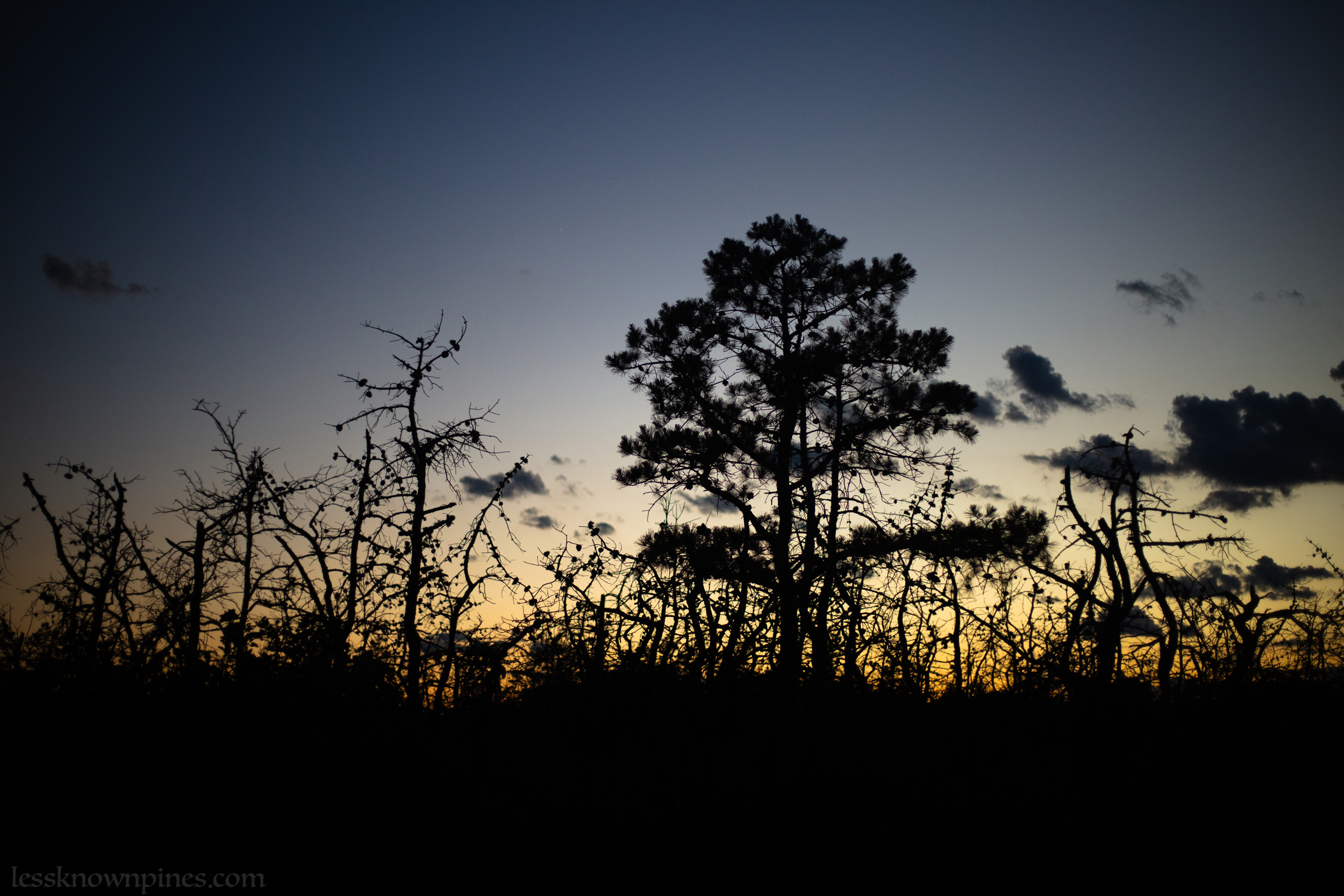 High elevation pygmy twilight