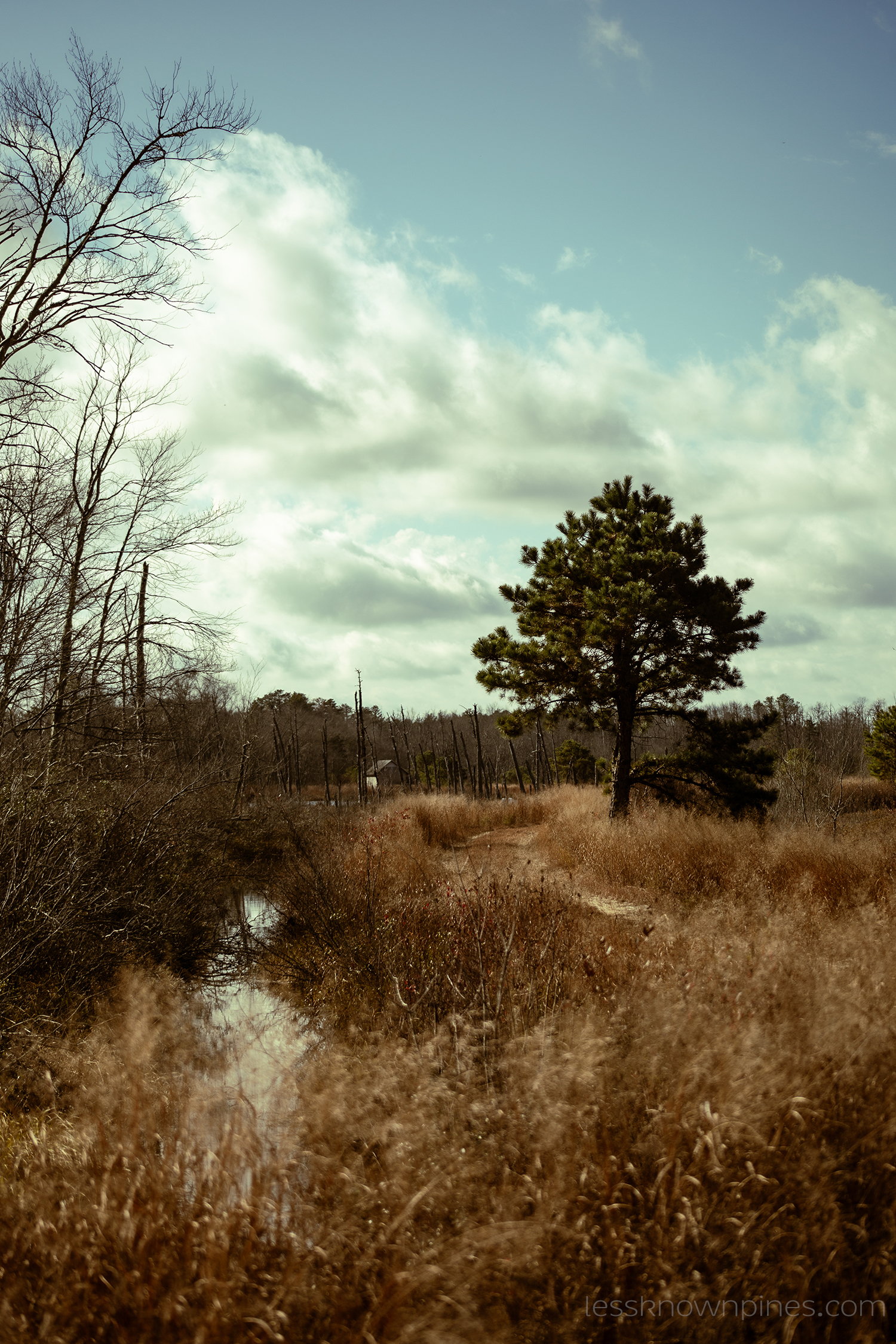 Lone tree in an unknown location