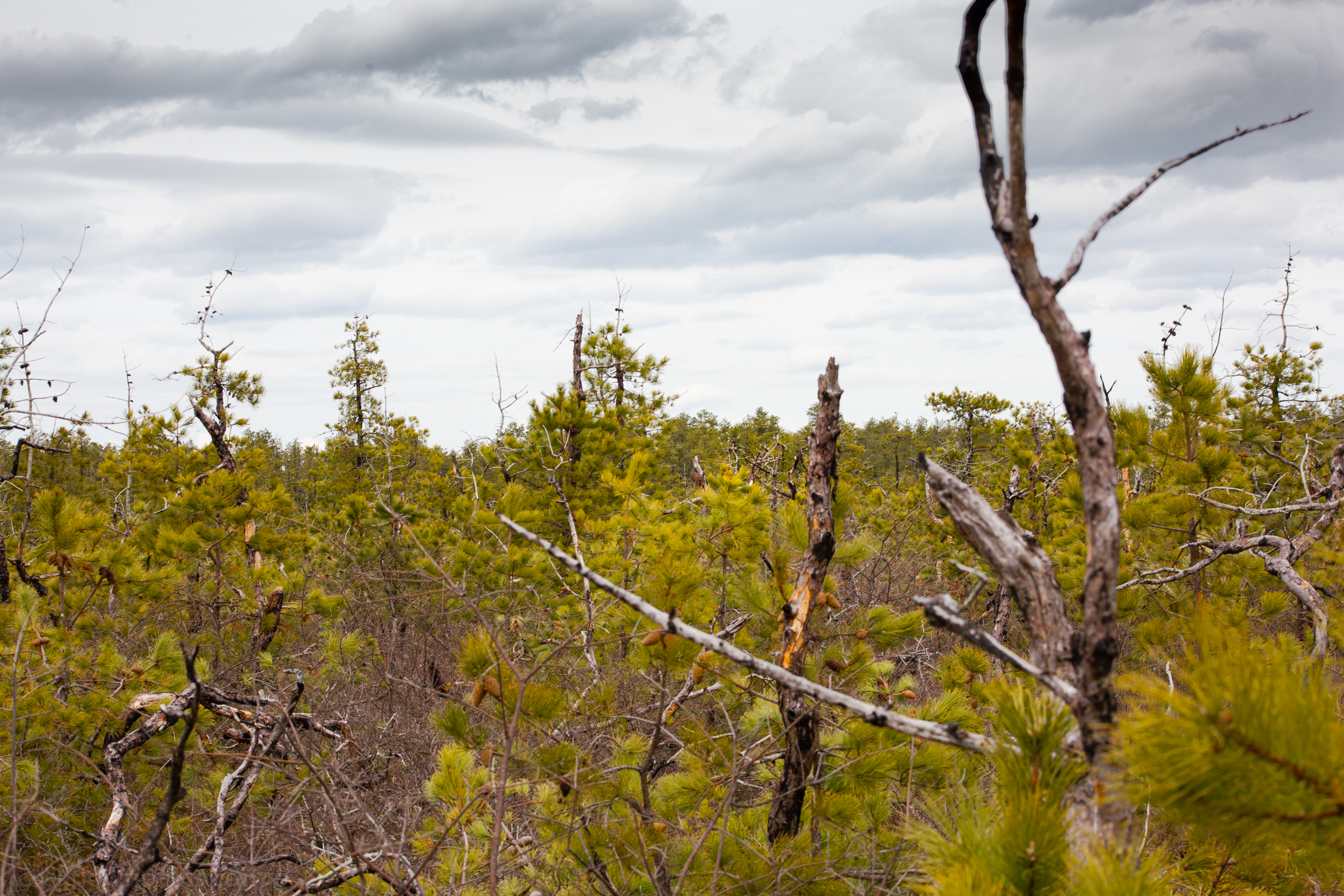 Bizzare pygmy forest