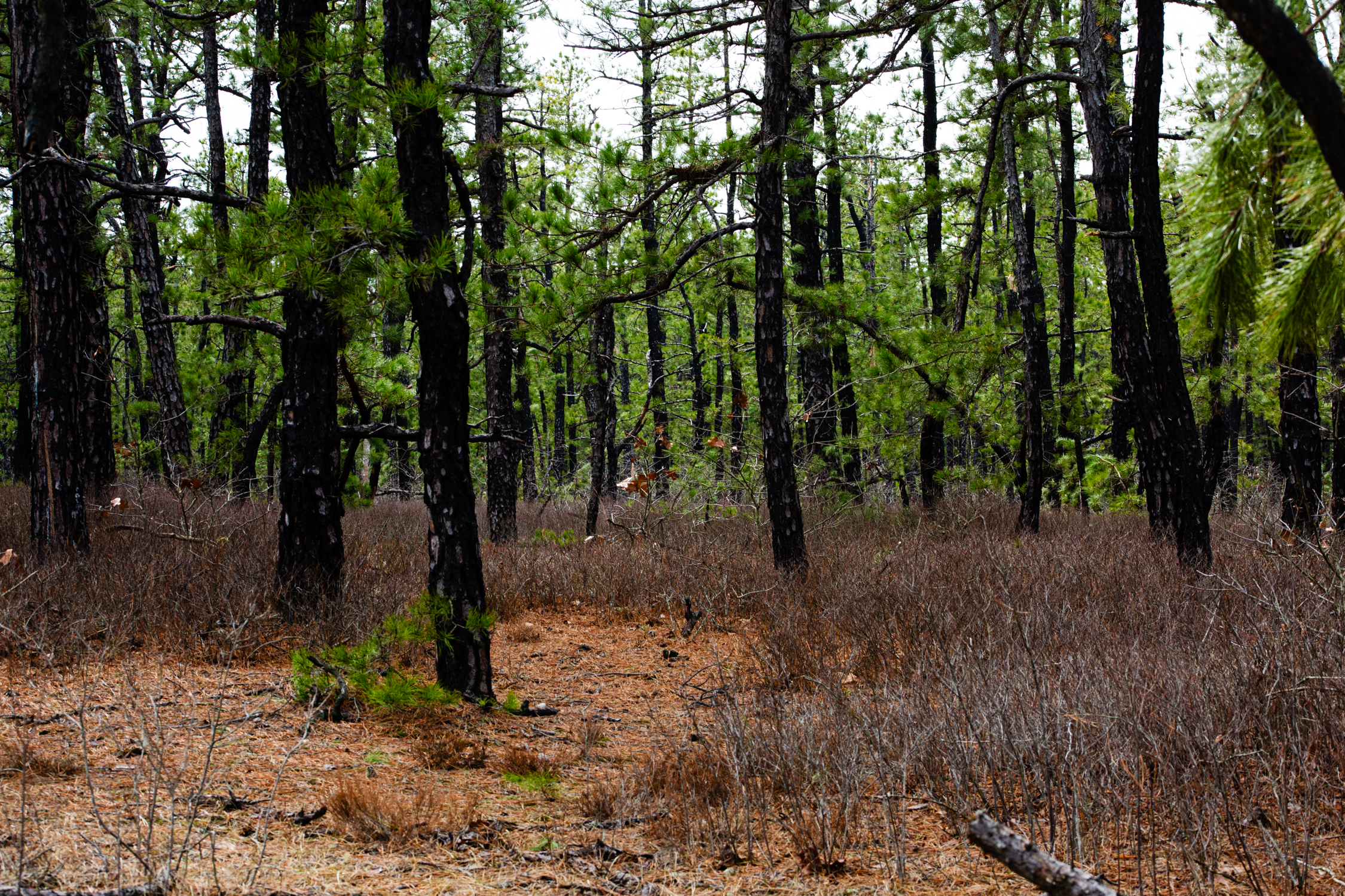 Overcast uplands during early spring