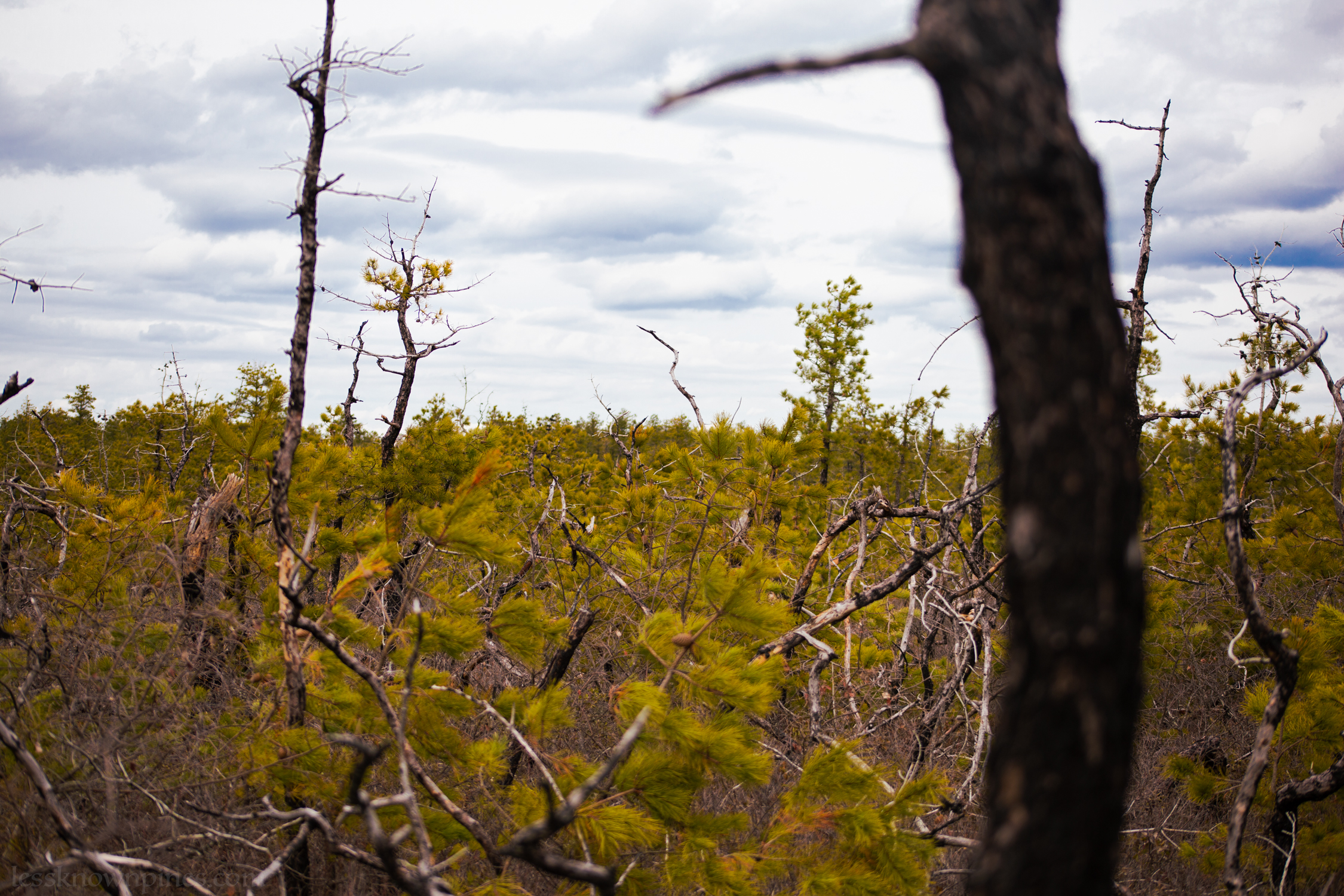 Pygmy pines early spring