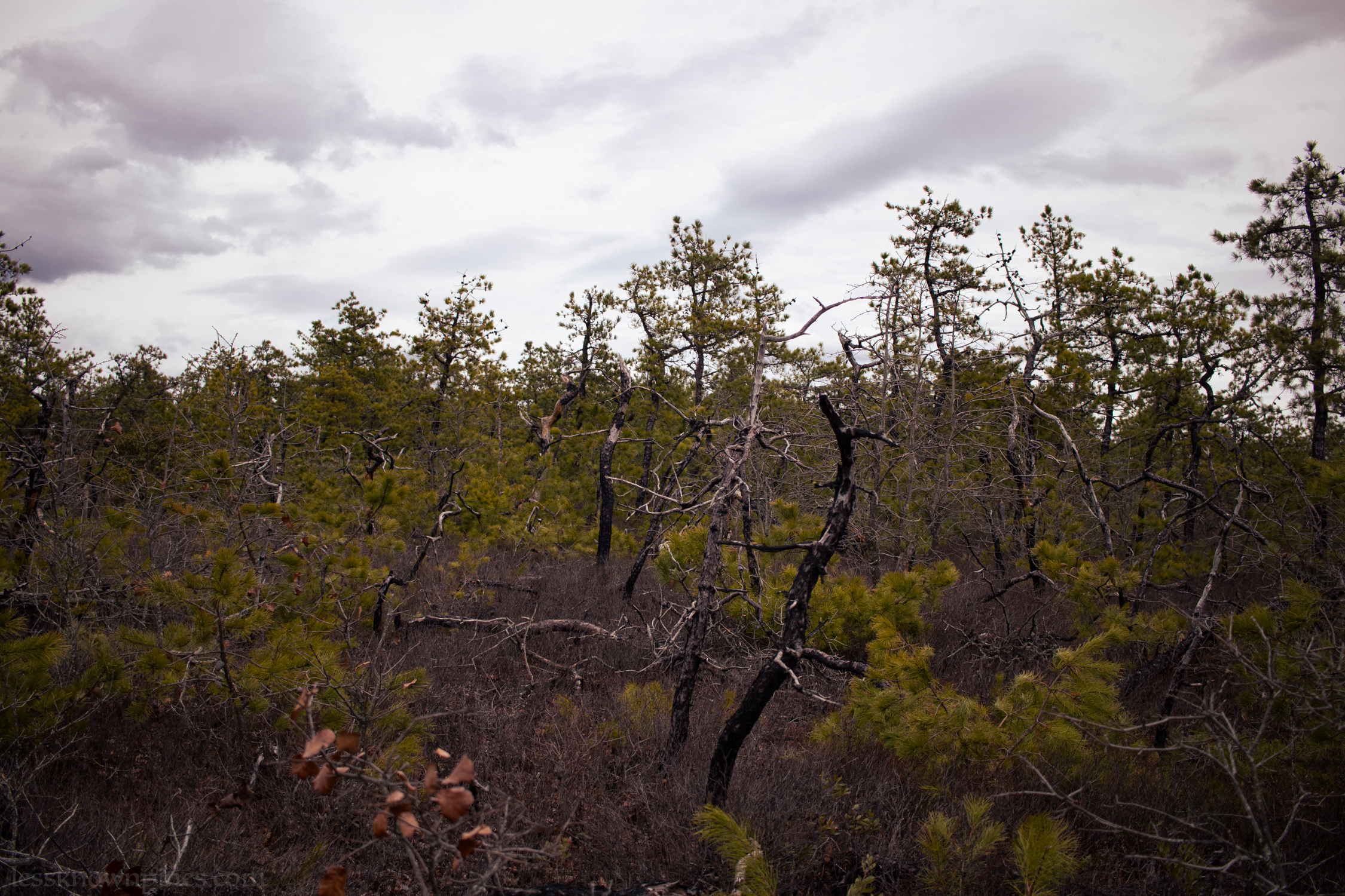 Possible fire remains as pygmy trees