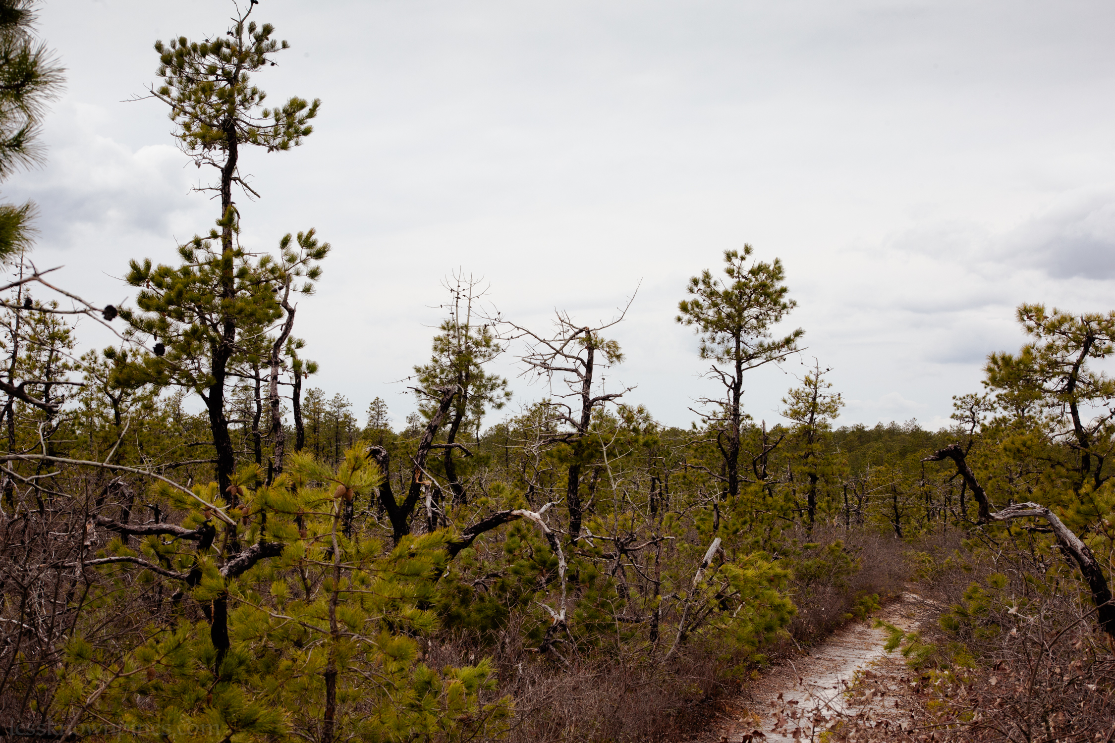 Pygmy trail