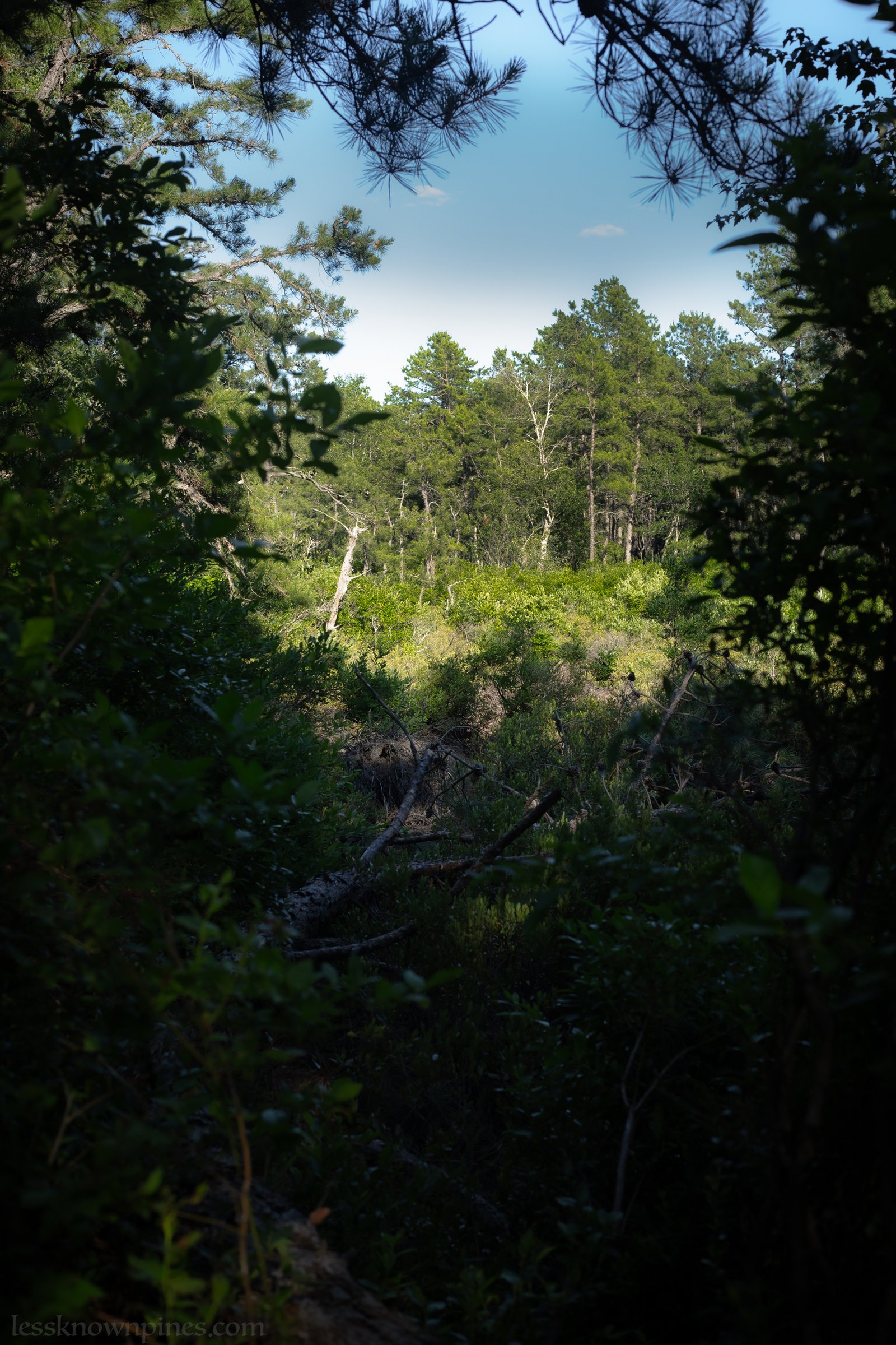 Meadow near Shreve Branch