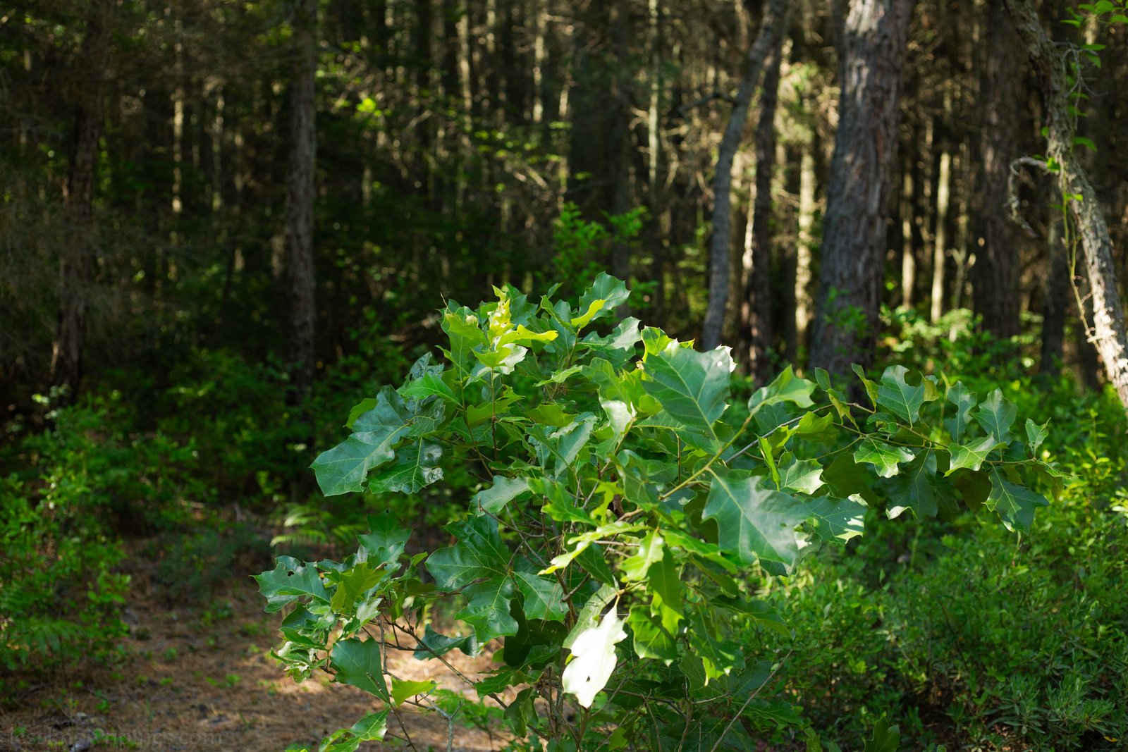 Shreve Oak leaves during summer peak