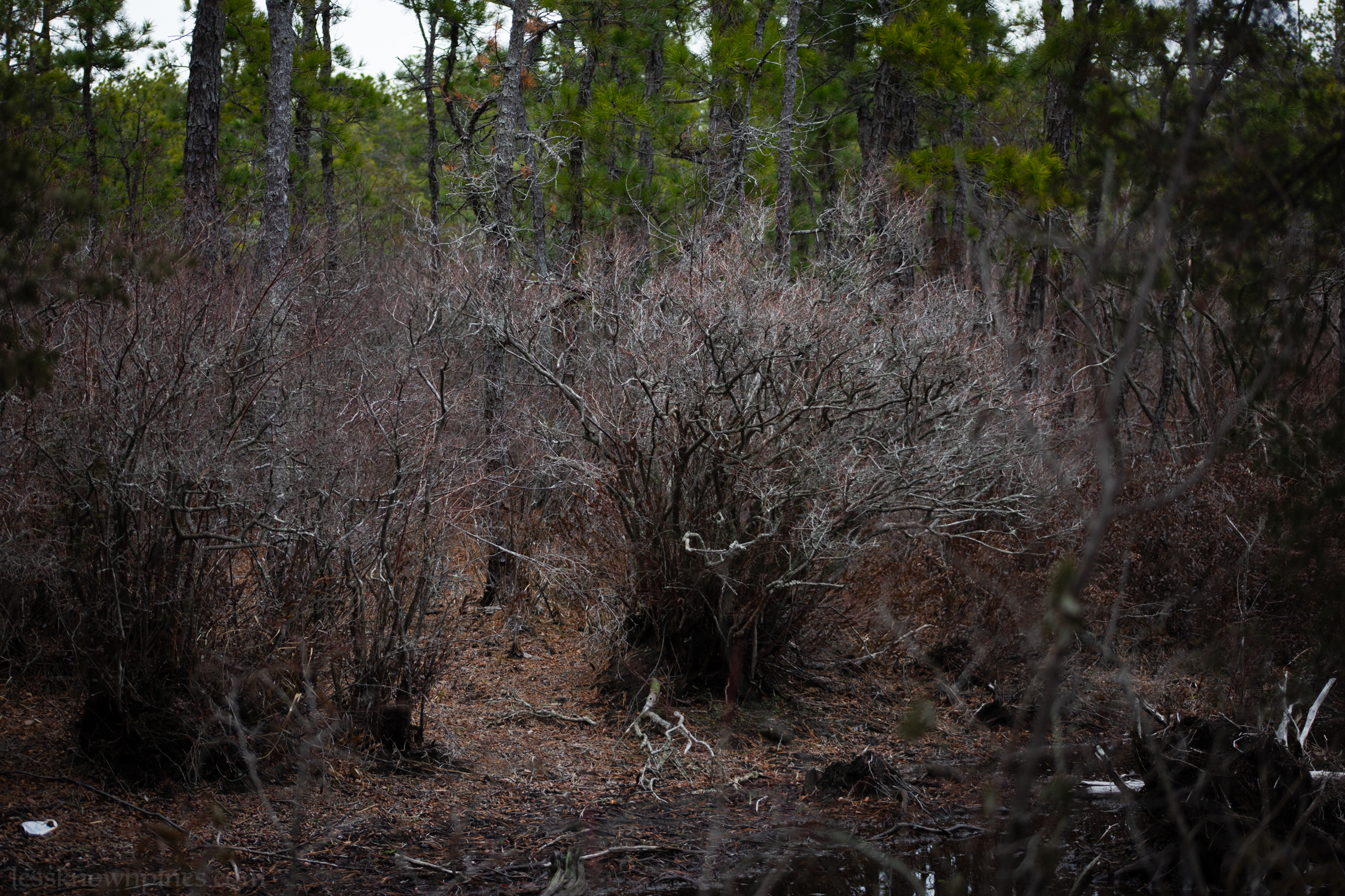 Thicket shrubs