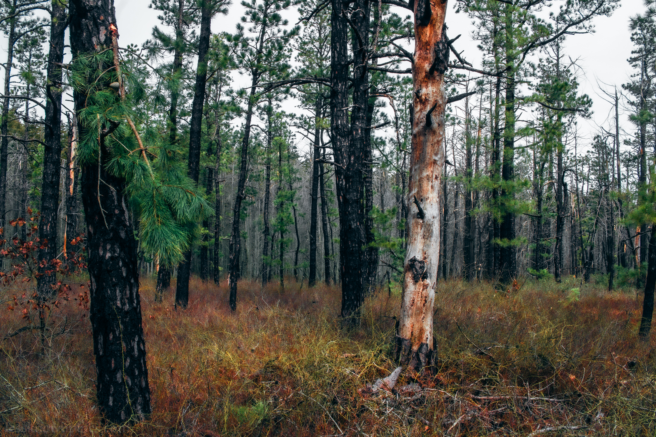 Thorns before ghost cedar forest