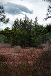 Northern Bass River State Forest thumbnail
