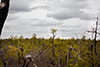 Pygmy Pines thumbnail