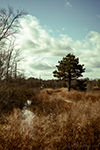 Bass River State Forest thumbnail