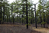 Upland thumbnail