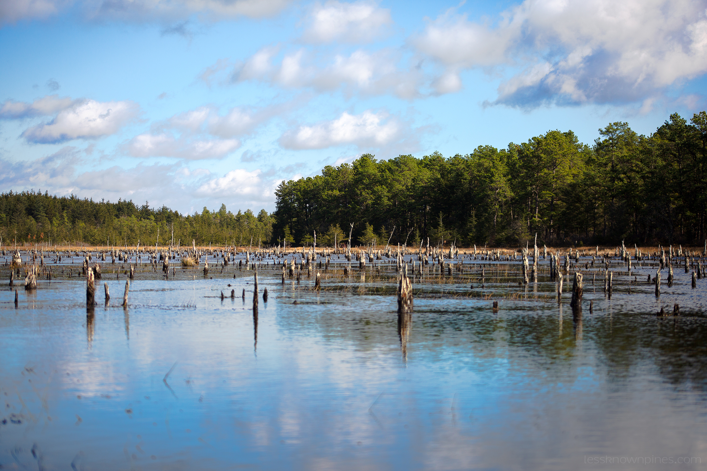 Tree carcass in swamp