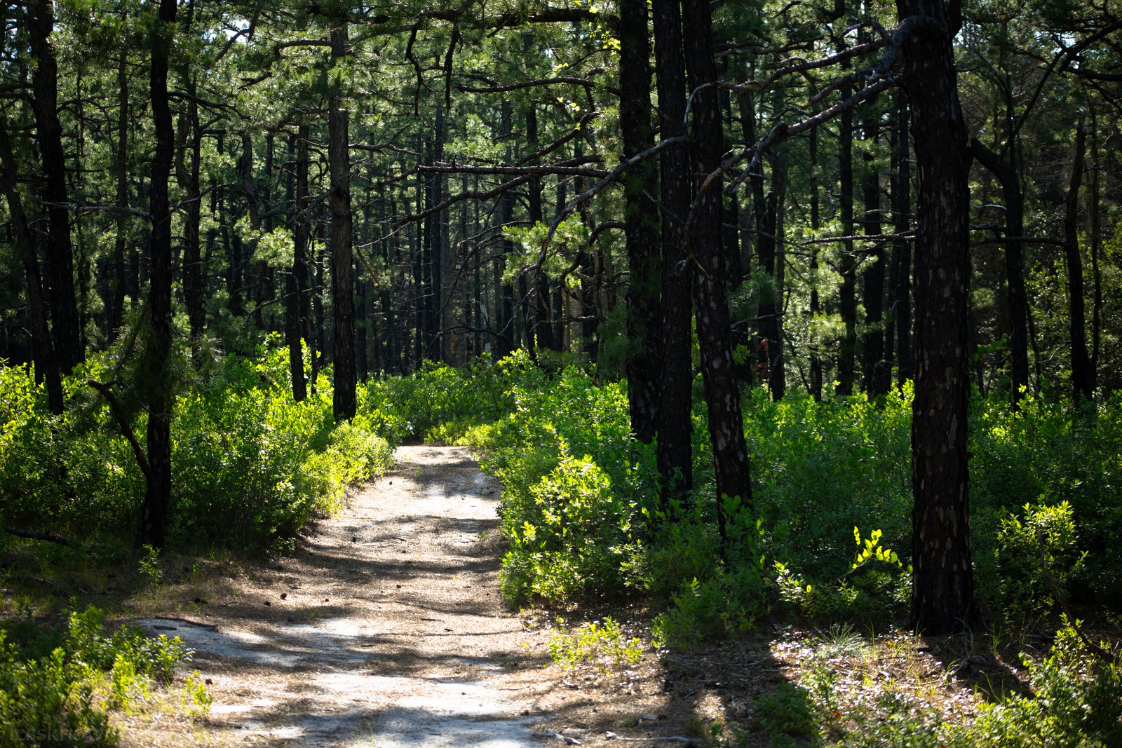 Upland trail near Shreve