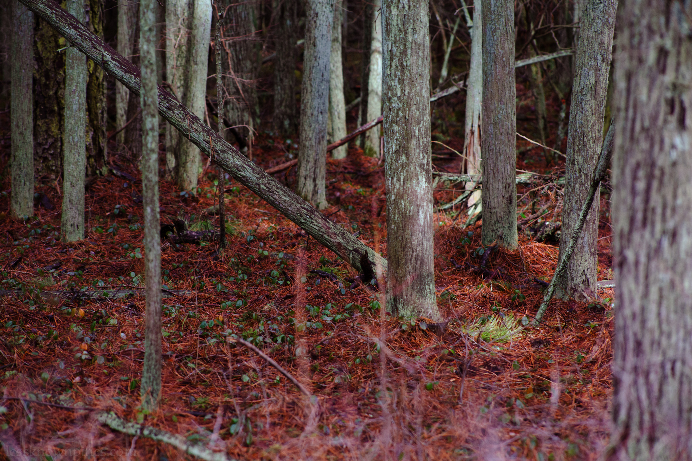 Vegetation growing back
