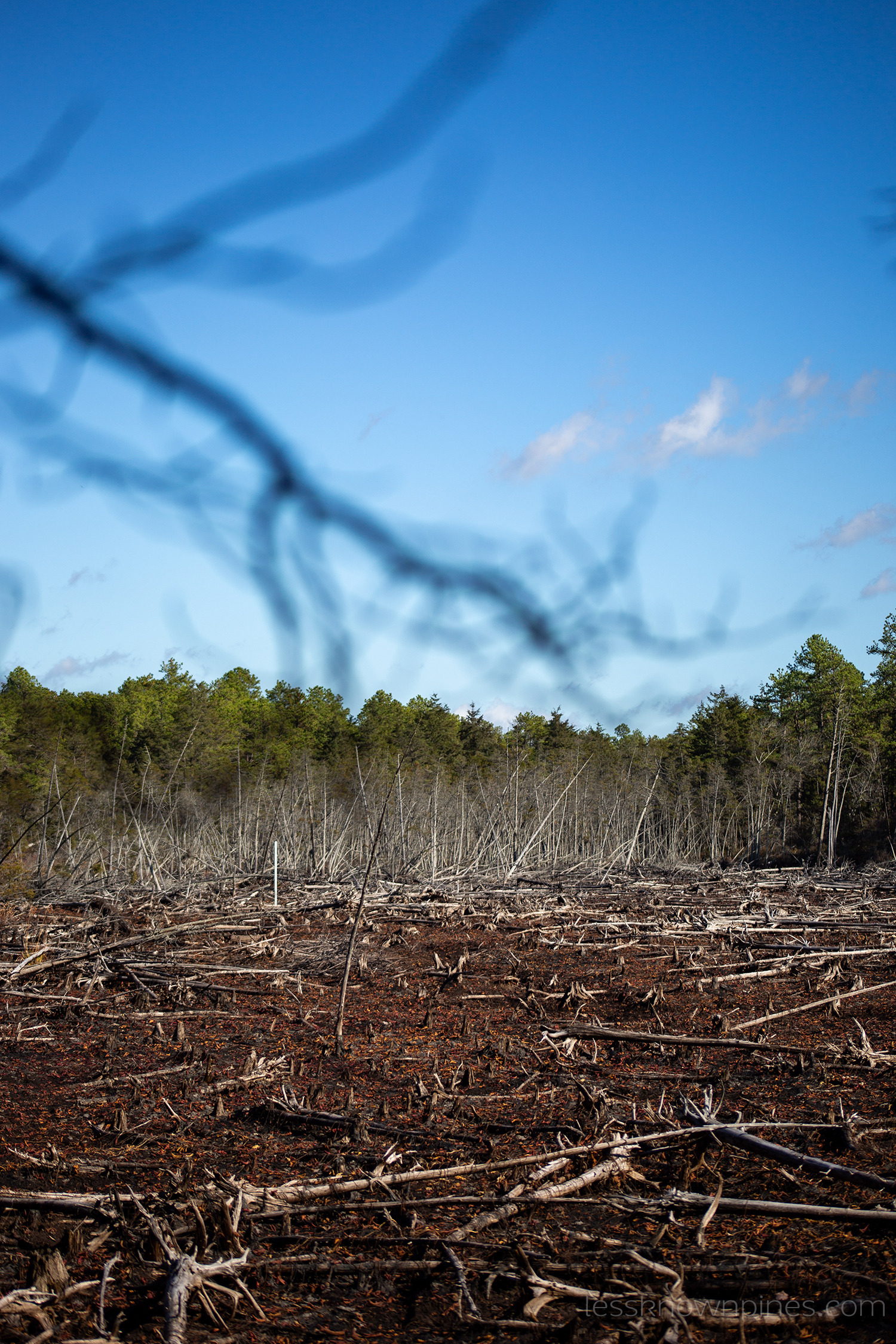 When a whole forest comes crashing down