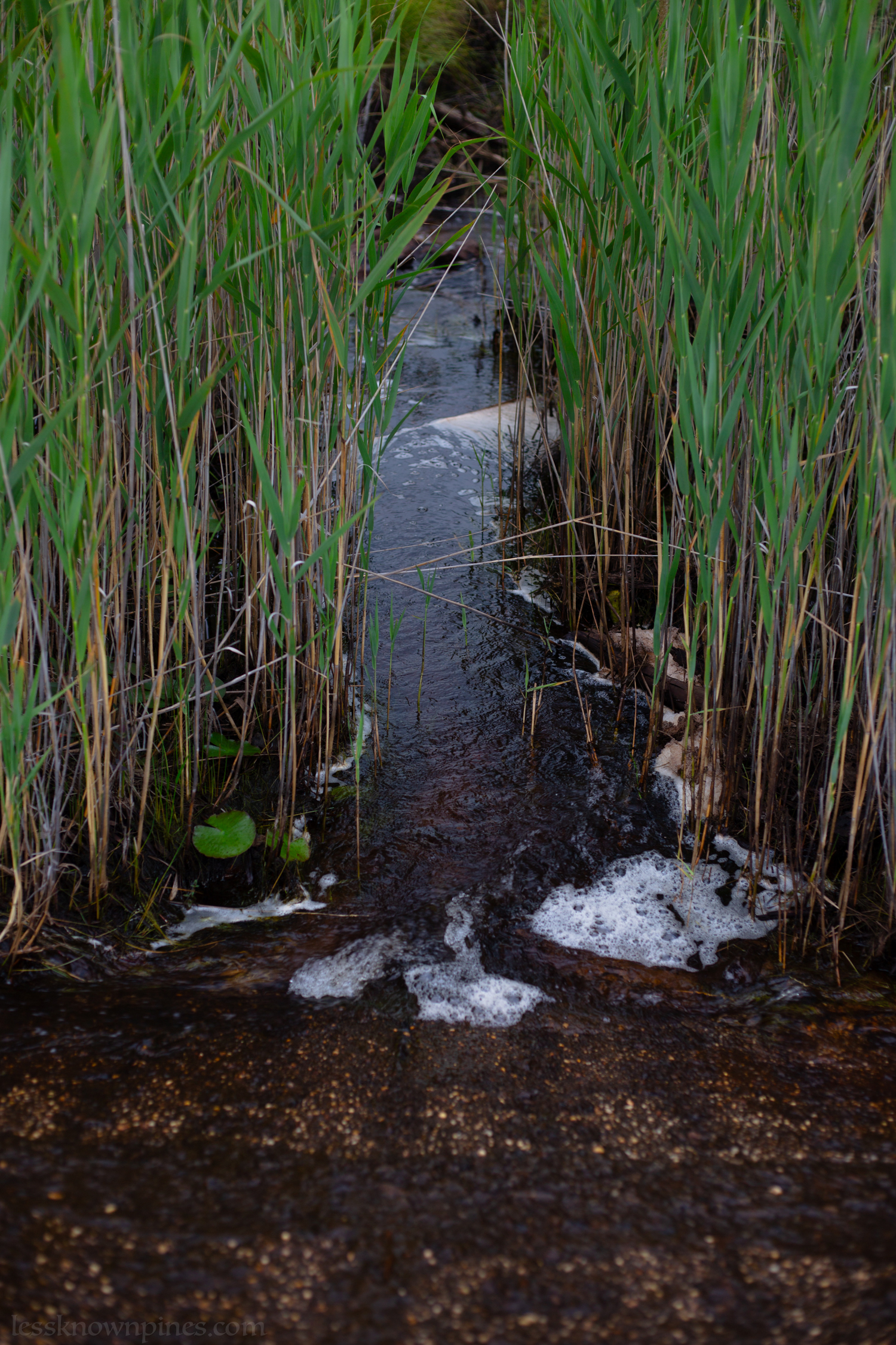 A film of water gradually flows through grasses