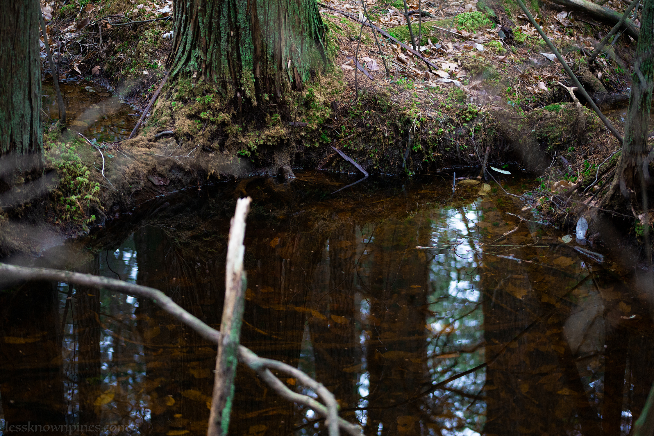 Cedar canal swamp