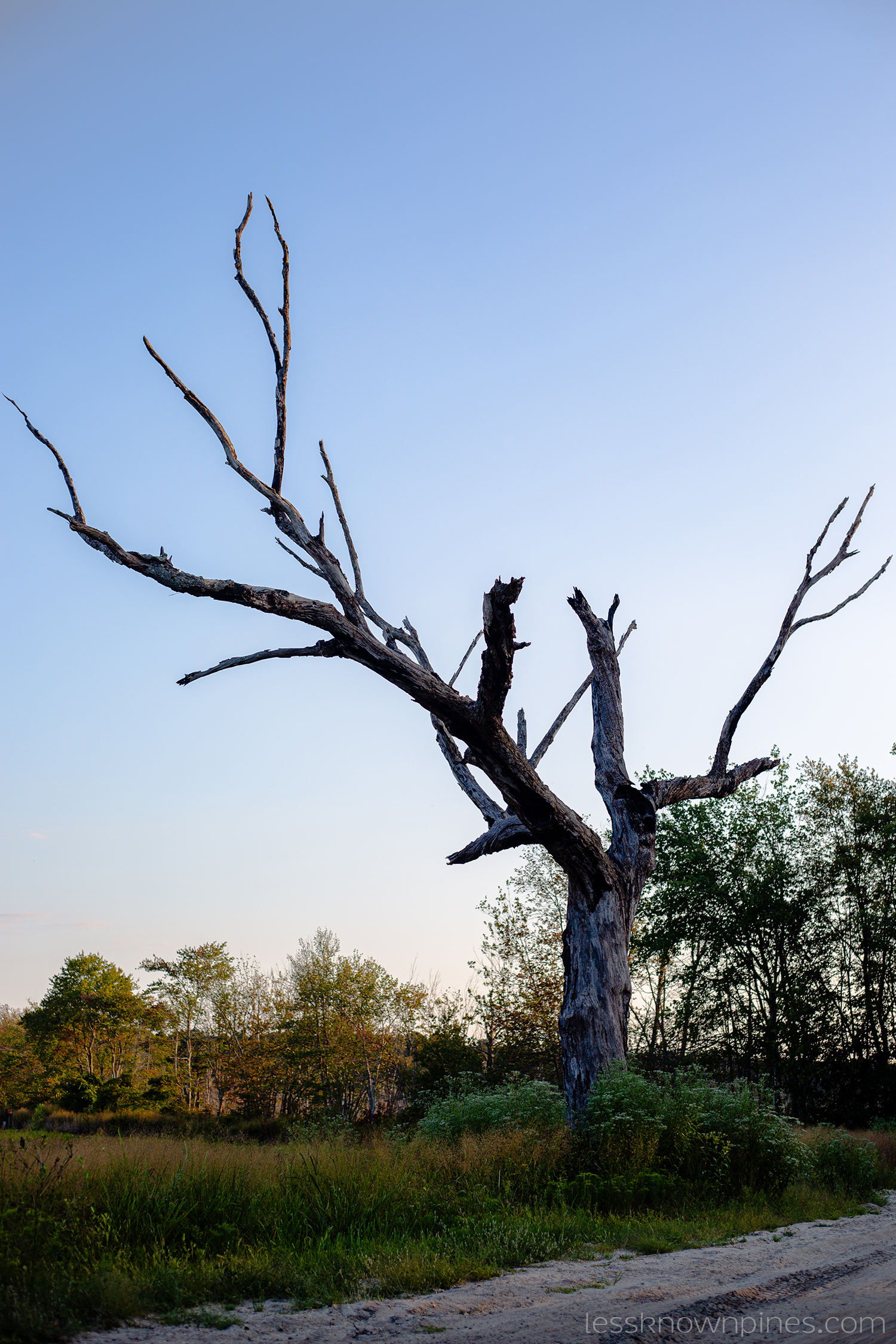 Cedar Remains