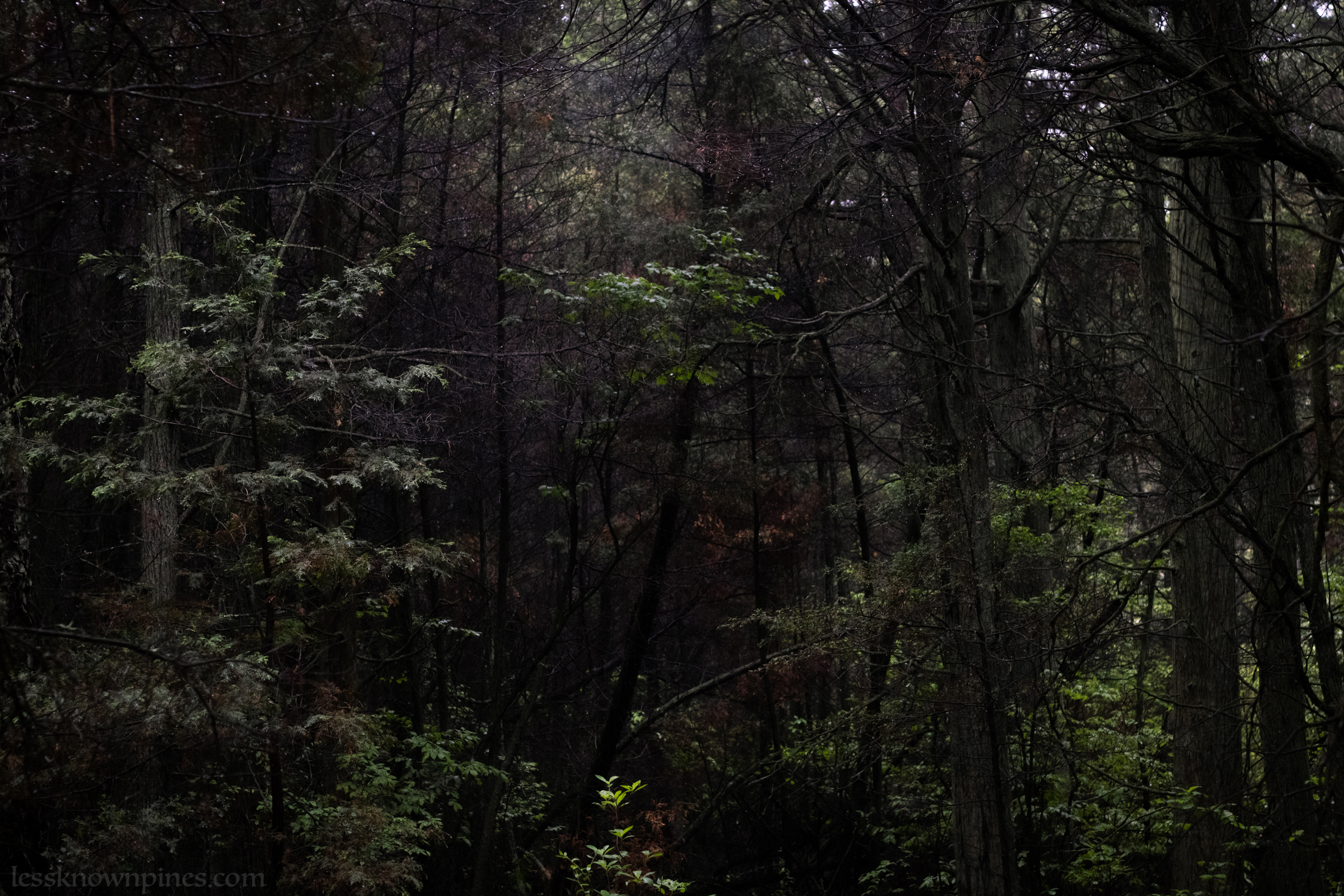 Dark dense cedar forest