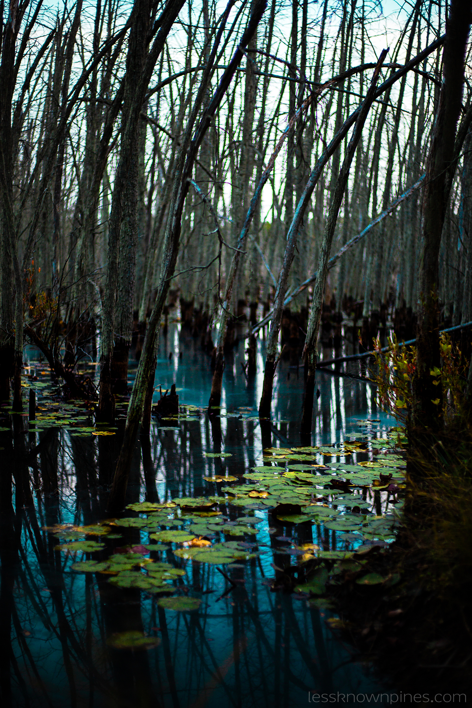 Devil's hairbrush shady swamp